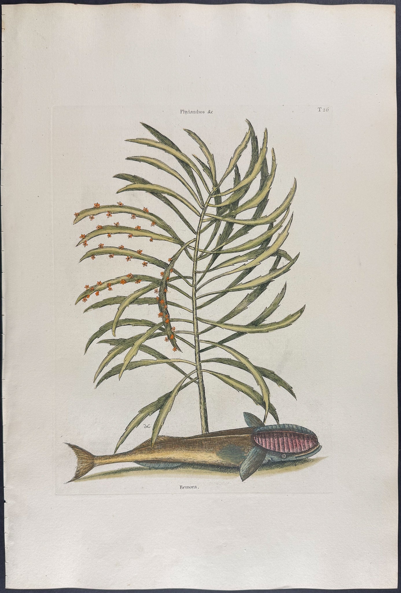 Sucking Fish (Remora) with Abraham Bush