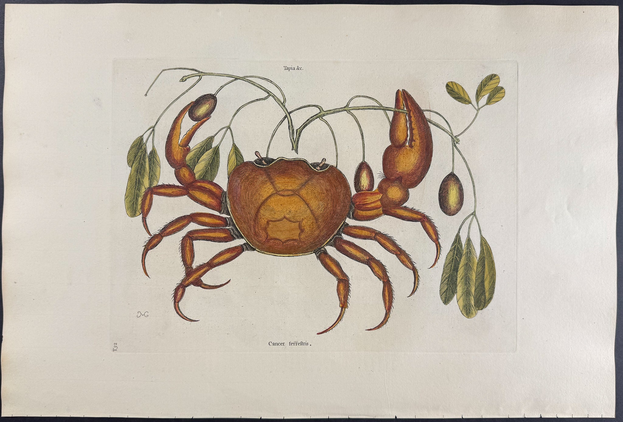 Land Crab with Black Wood