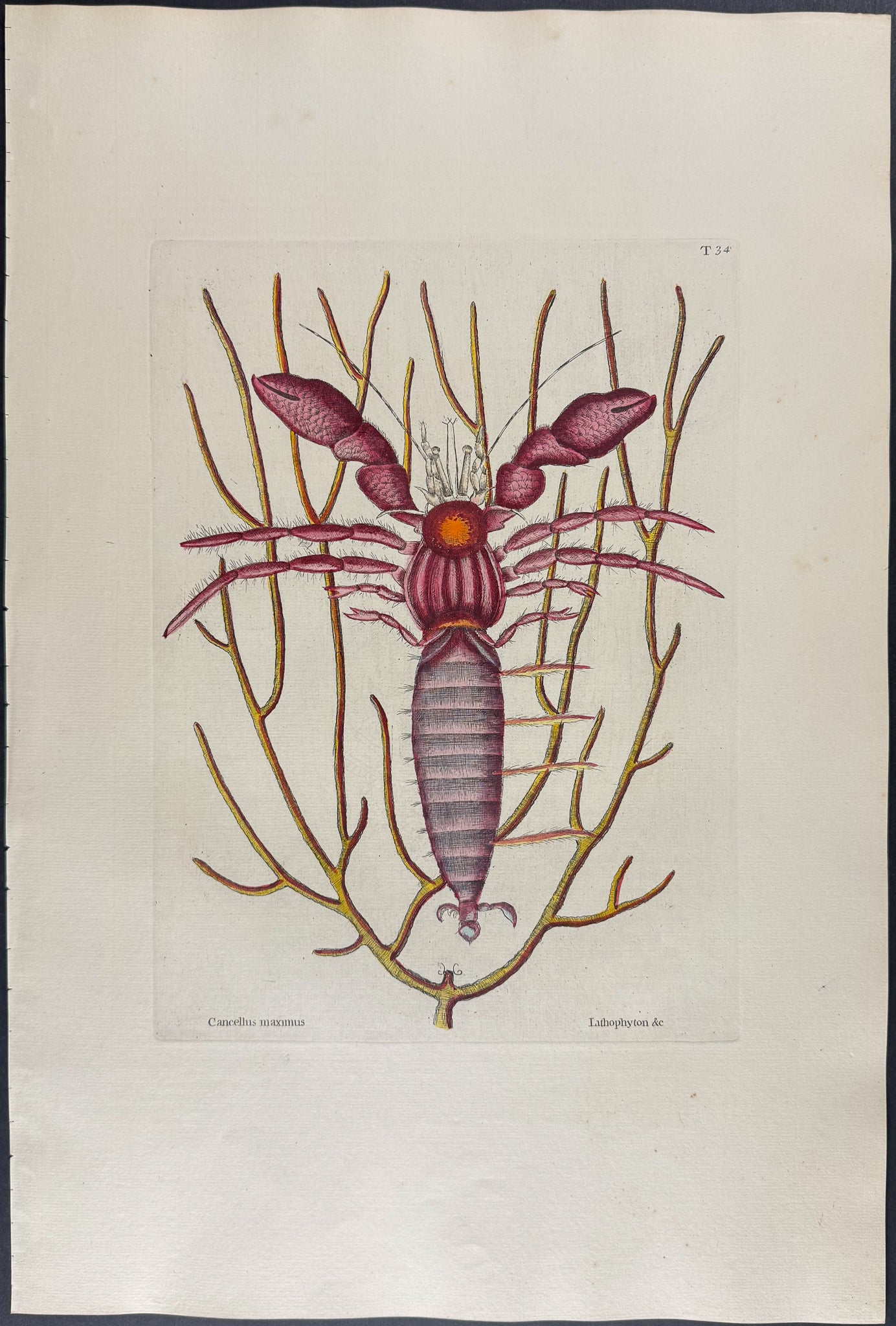 Sea Hermit Crab with Gorgonian