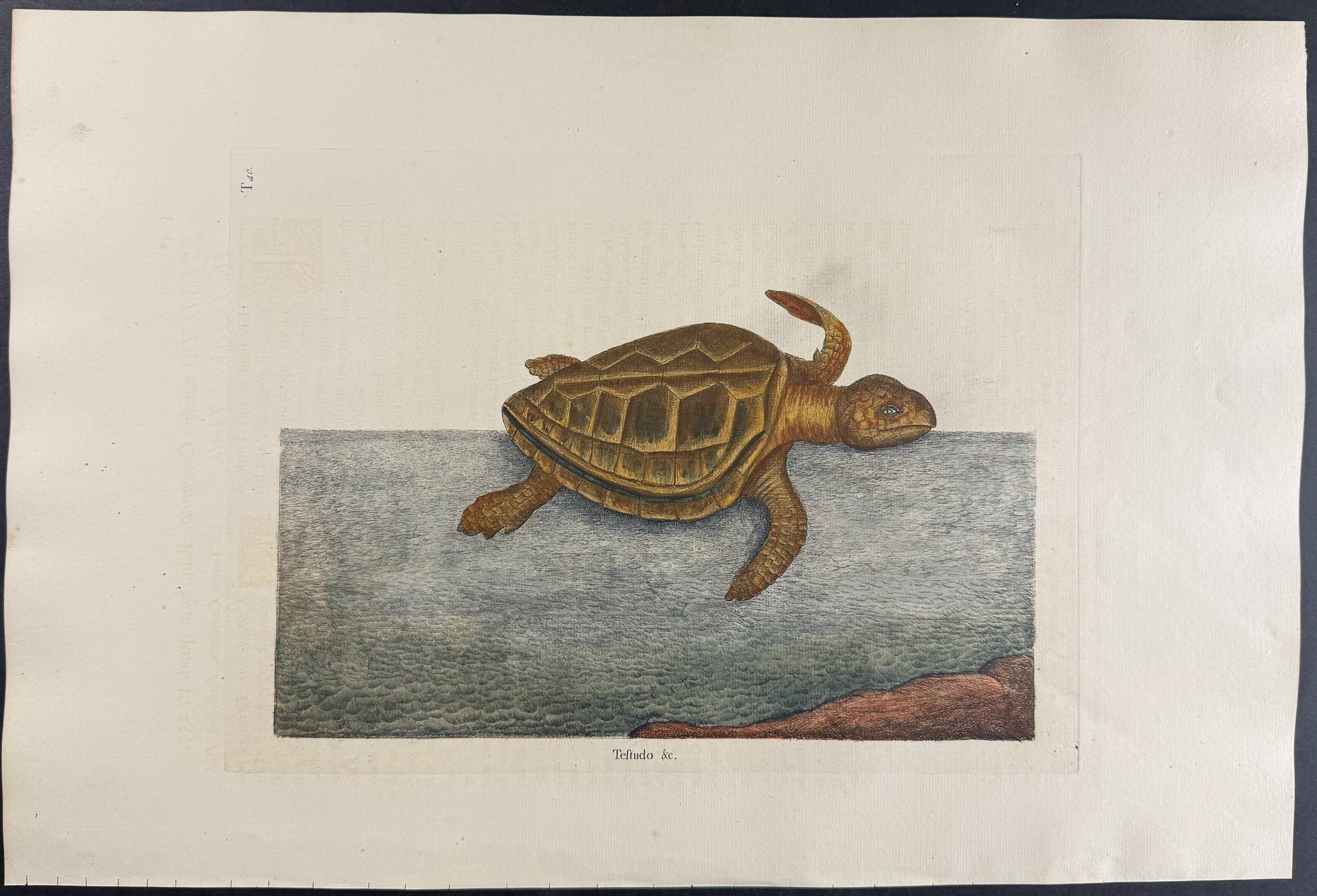 Loggerhead Turtle