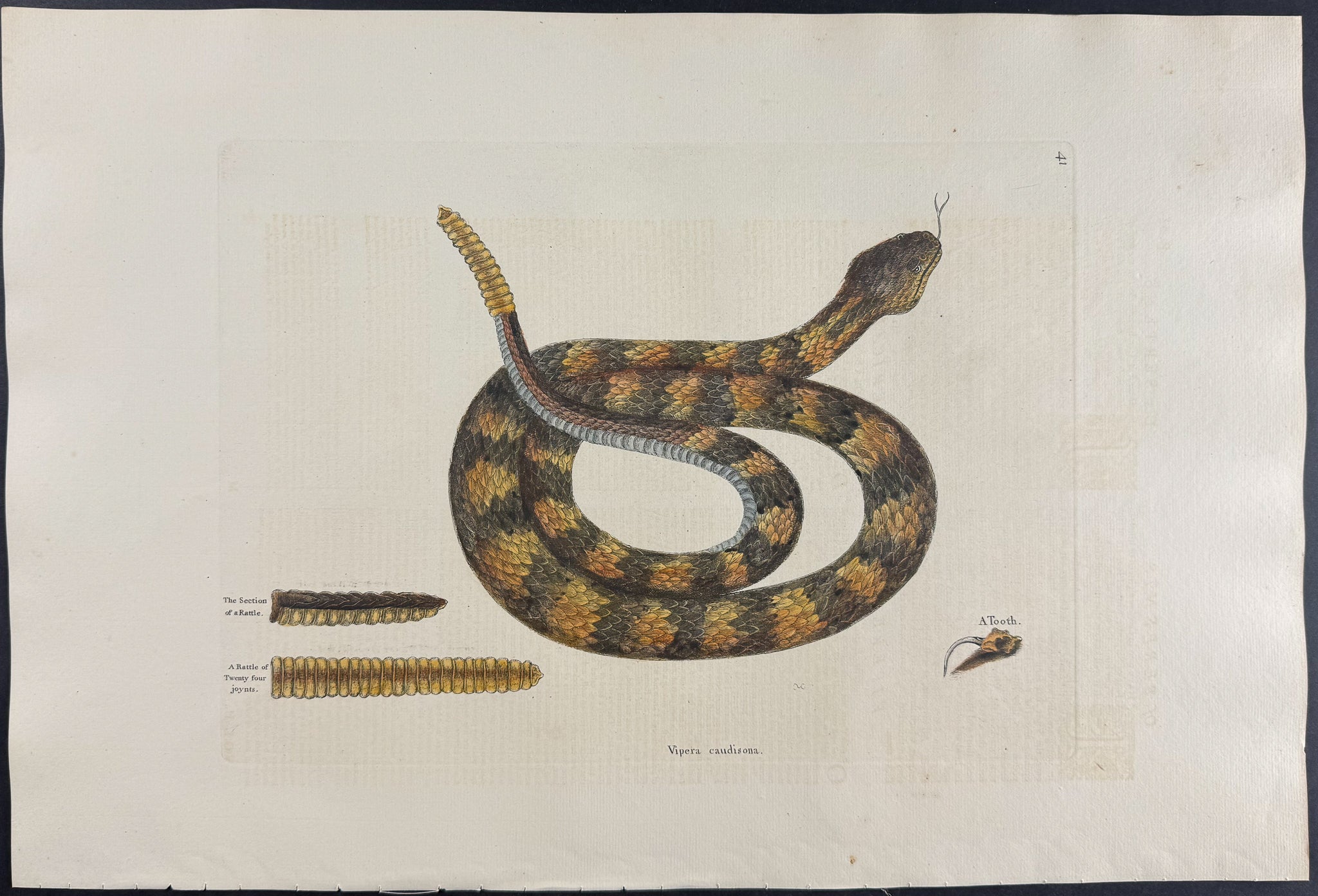 Rattlesnake (Canebrake Rattlesnake)