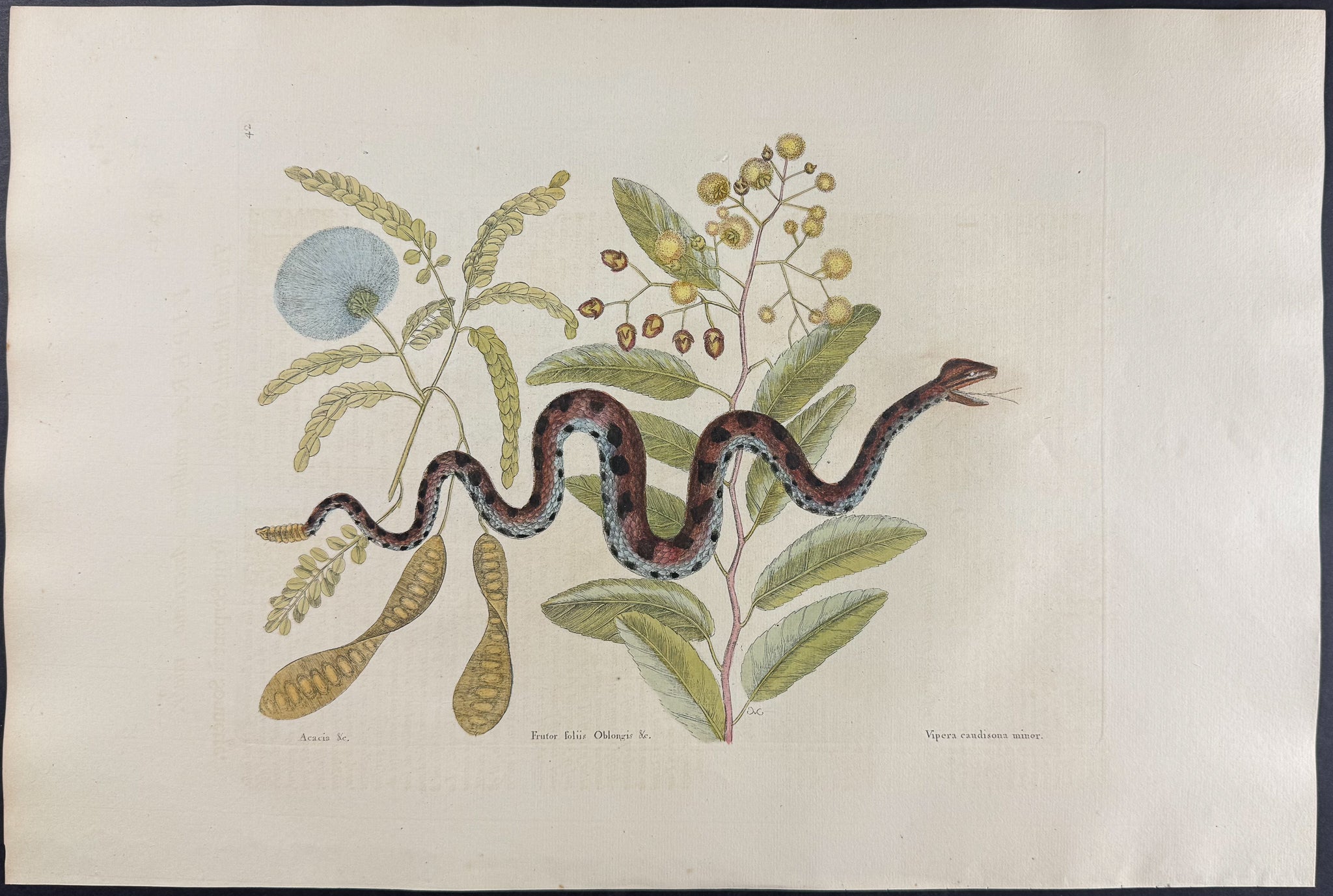 Small Rattlesnake (Carolina Pigmy Rattlesnake)