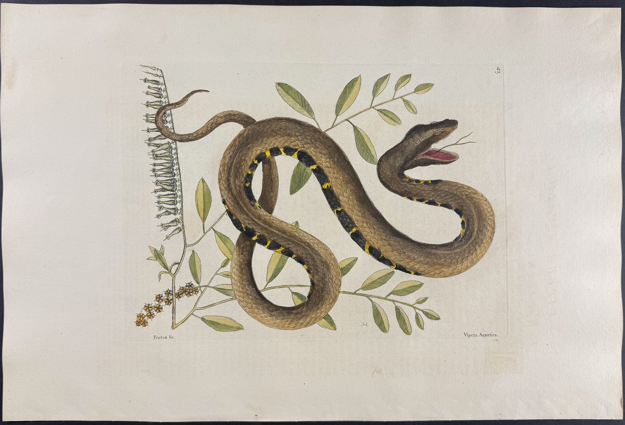 Water Viper (Brown Water Snake) with Fetter Bush