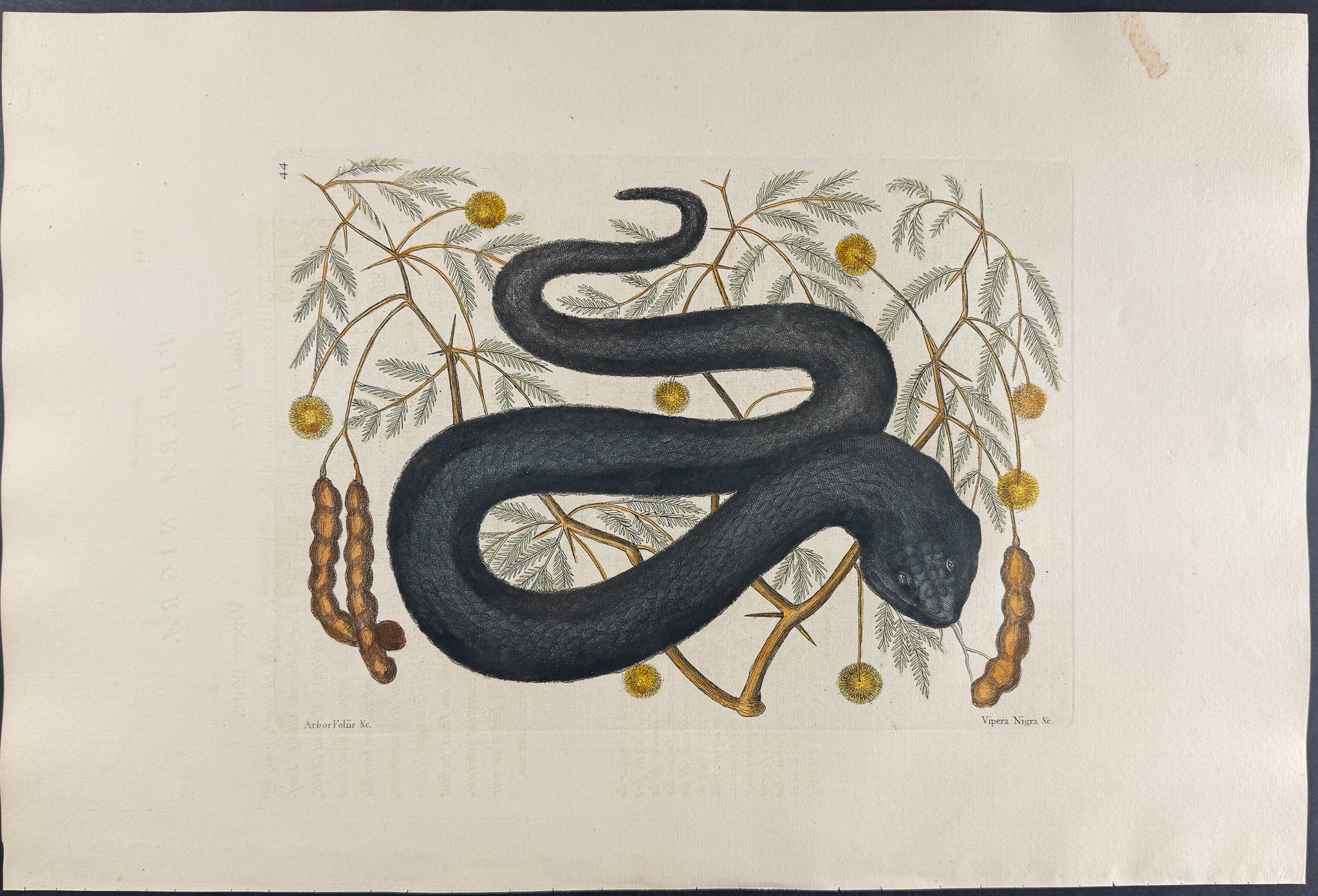 Black Viper or Water Moccasin with Bahaman Legume