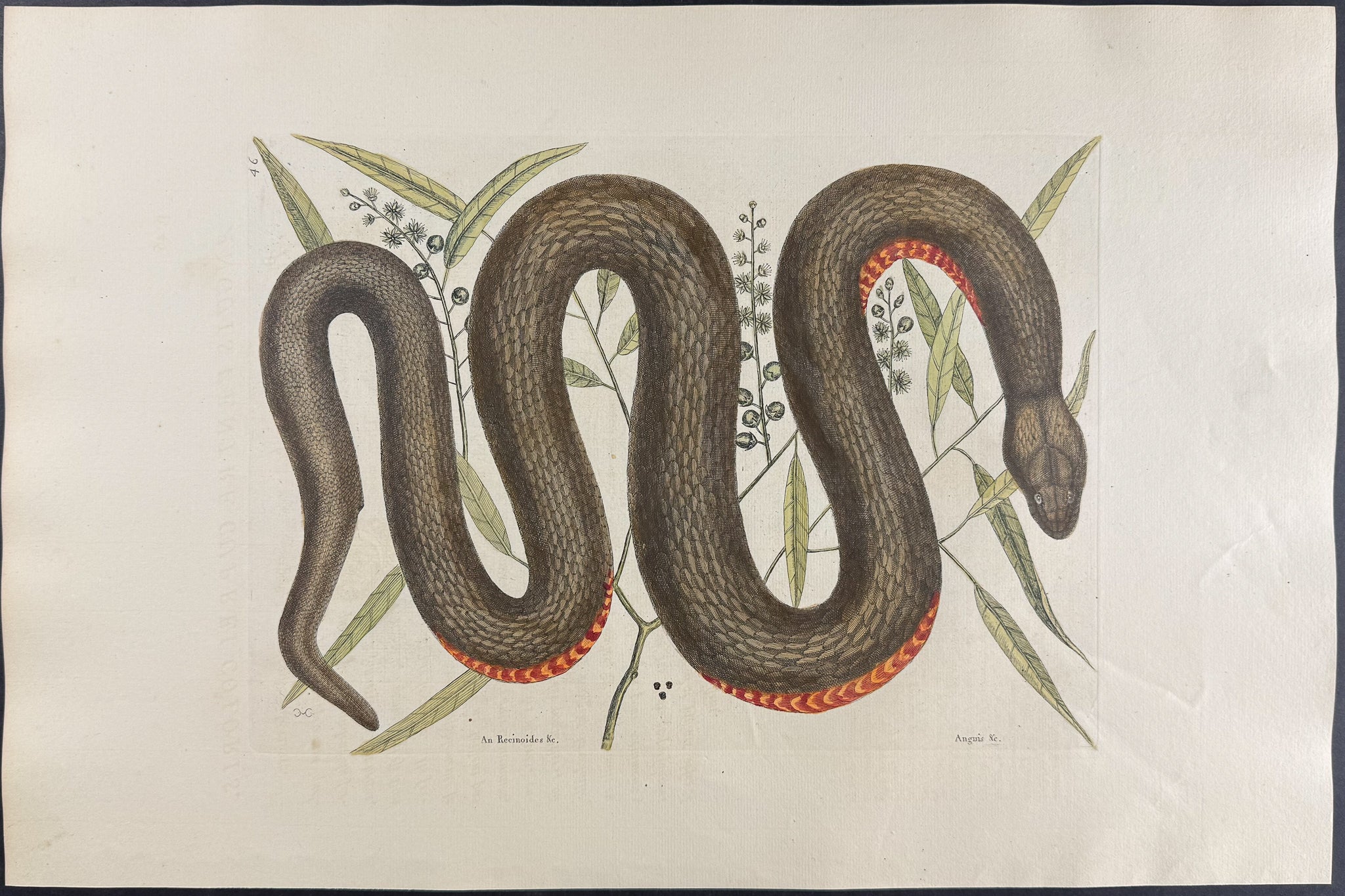 Copper-Bellied Snake (Red Bellied Water Snake) with Ilathera Bark