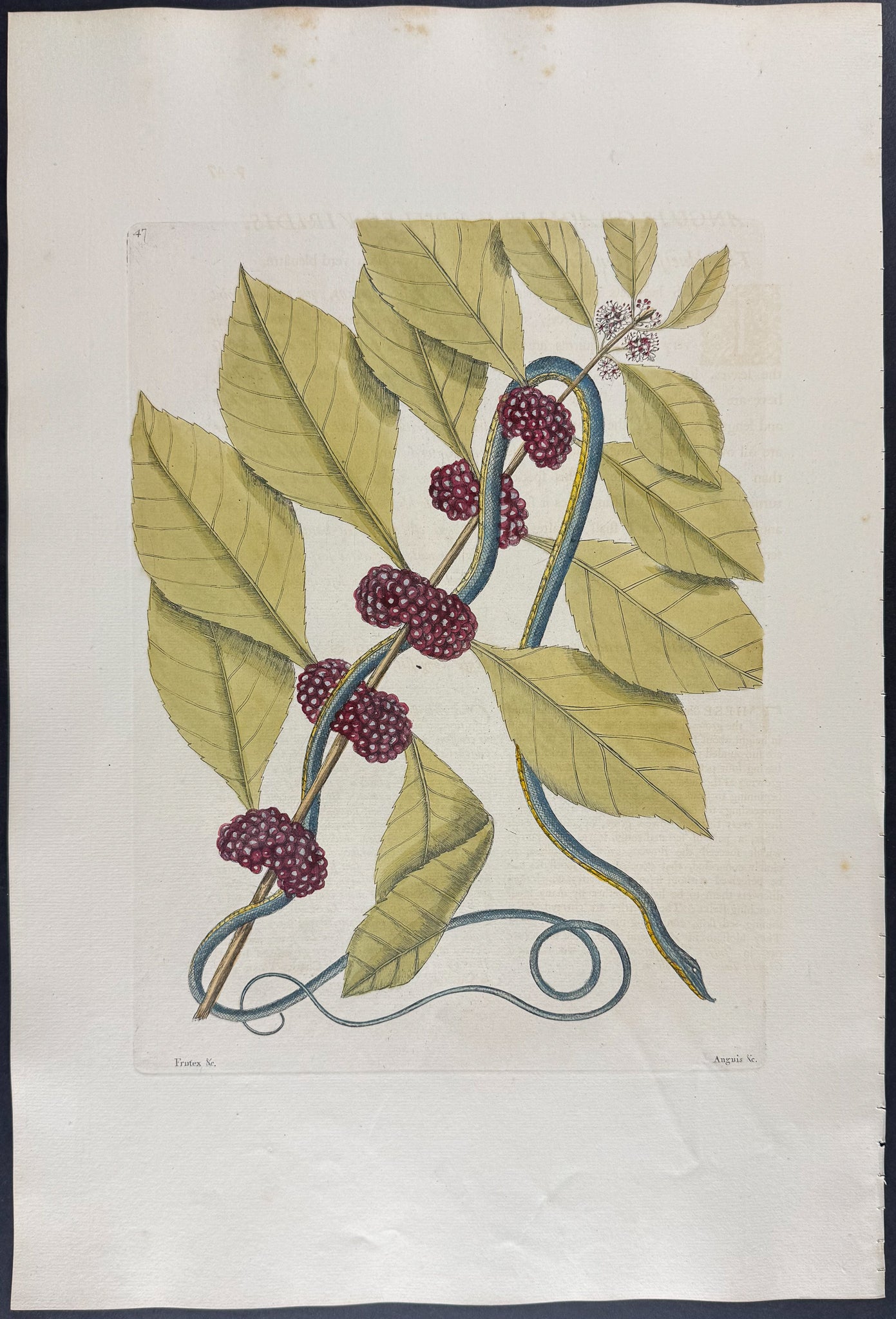 Blueish Green Snake with French Mulberry
