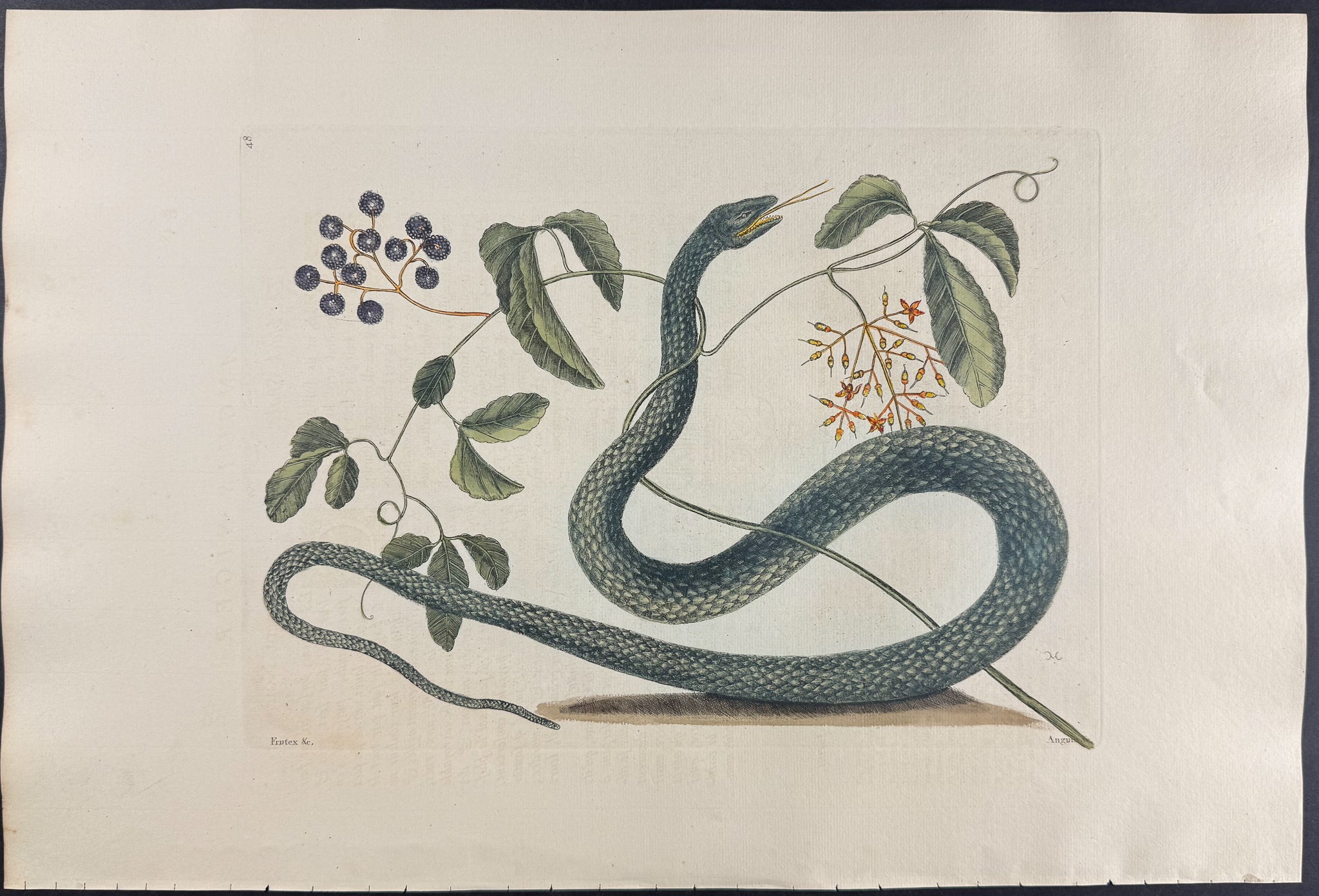 Black Snake with Mock Grape