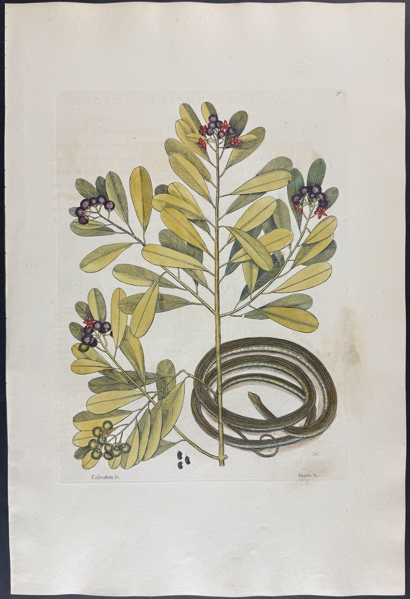 Ribbon Snake with Winter’s Bark (Cinnamon Bark)