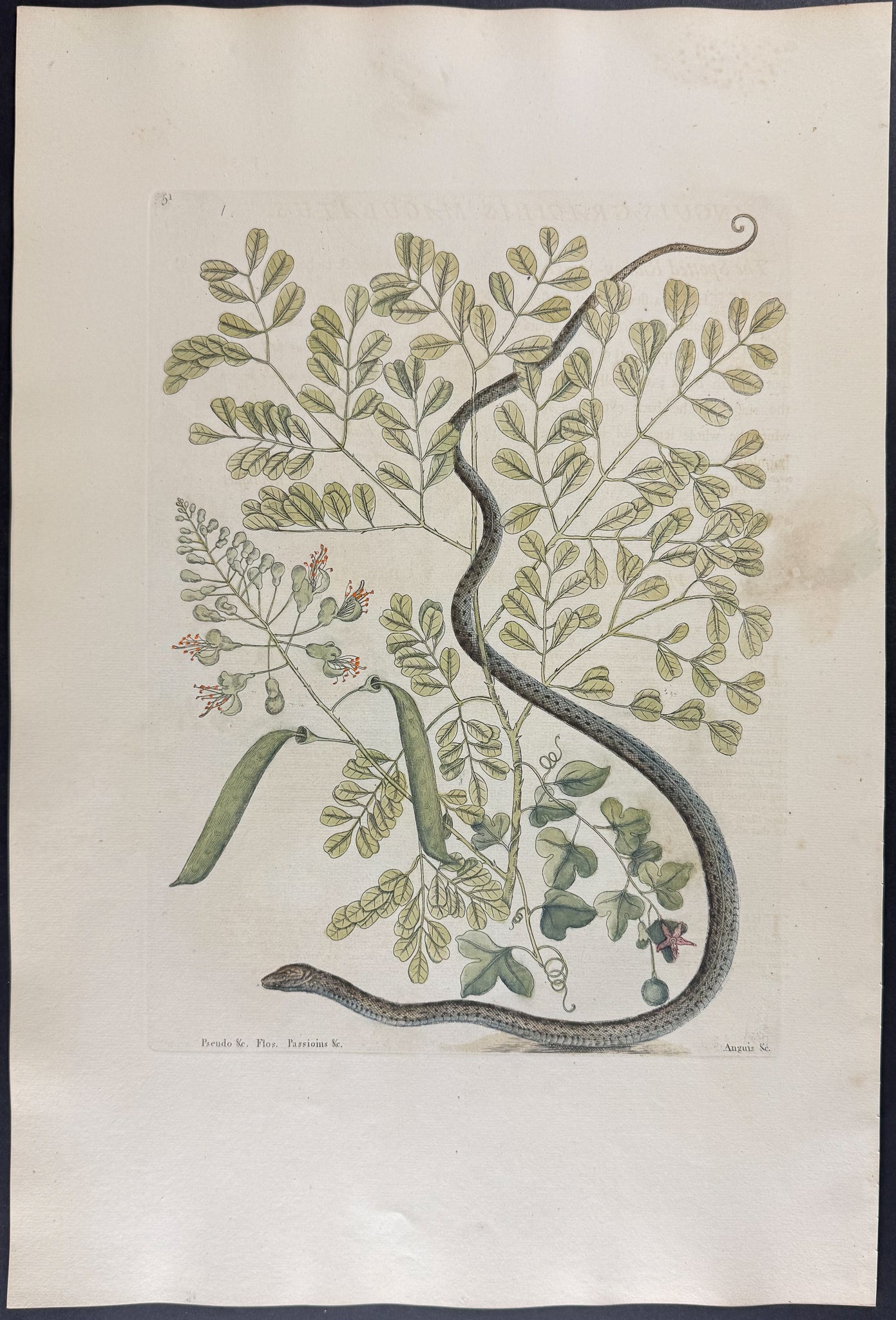 Spotted Ribbon Snake with Brasiletto & Passion Flower