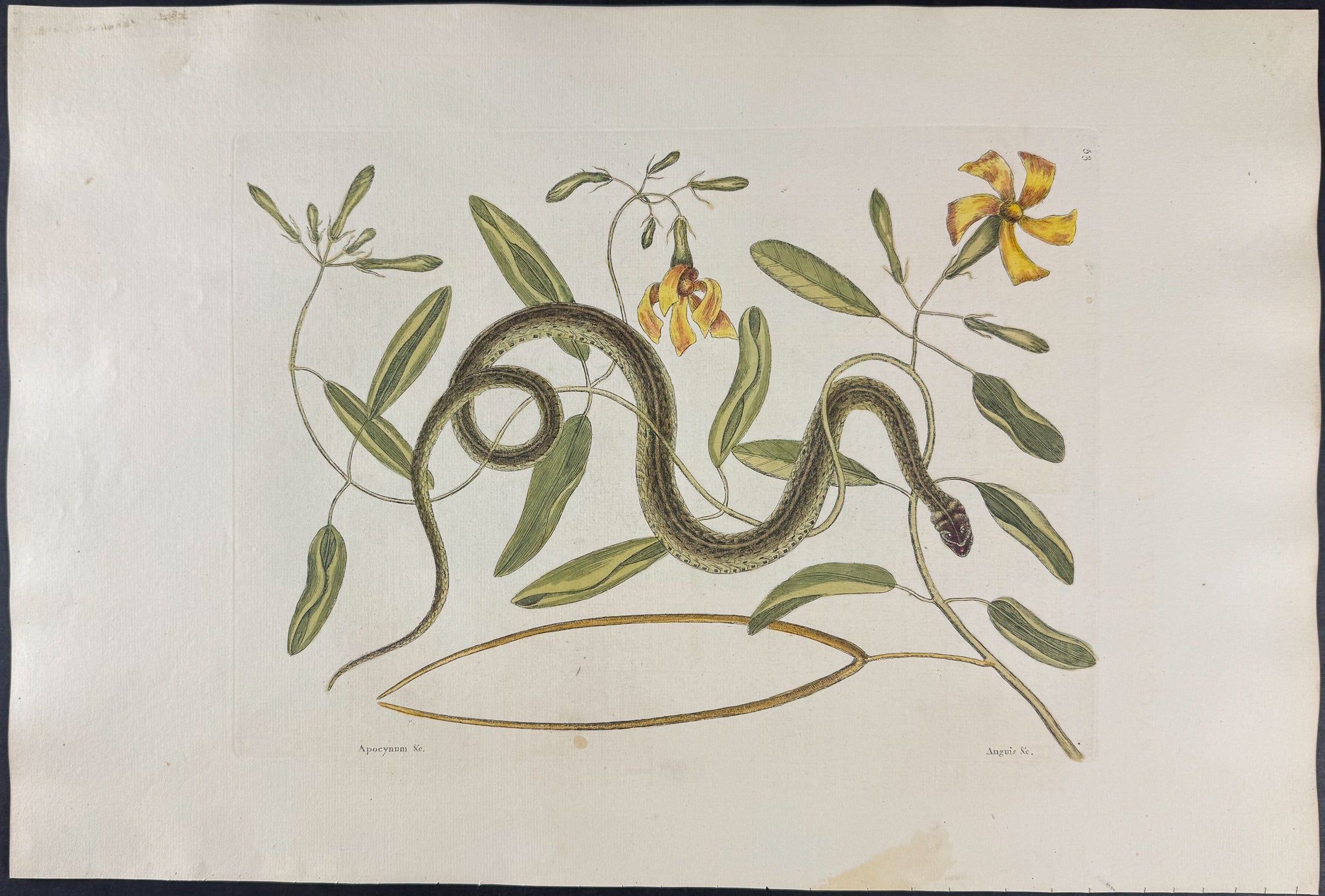 Green Spotted Snake with Wild Unction