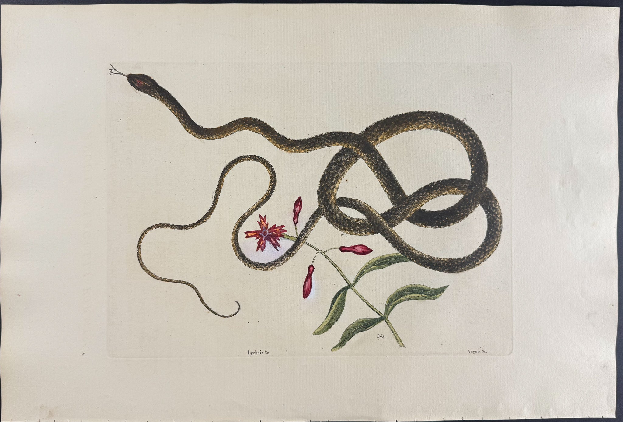 Coach-Whip Snake with Indian