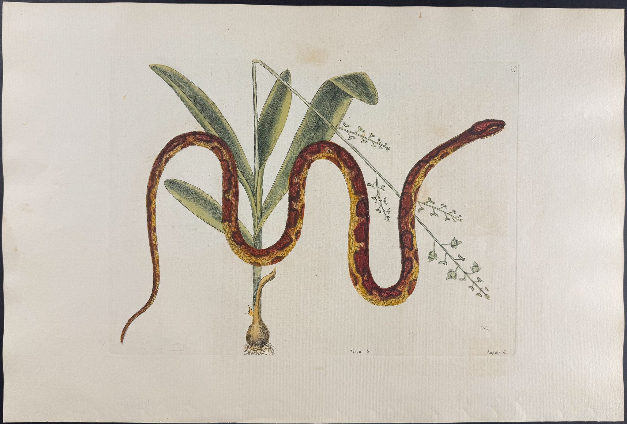 Corn Snake with Bahaman Orchid