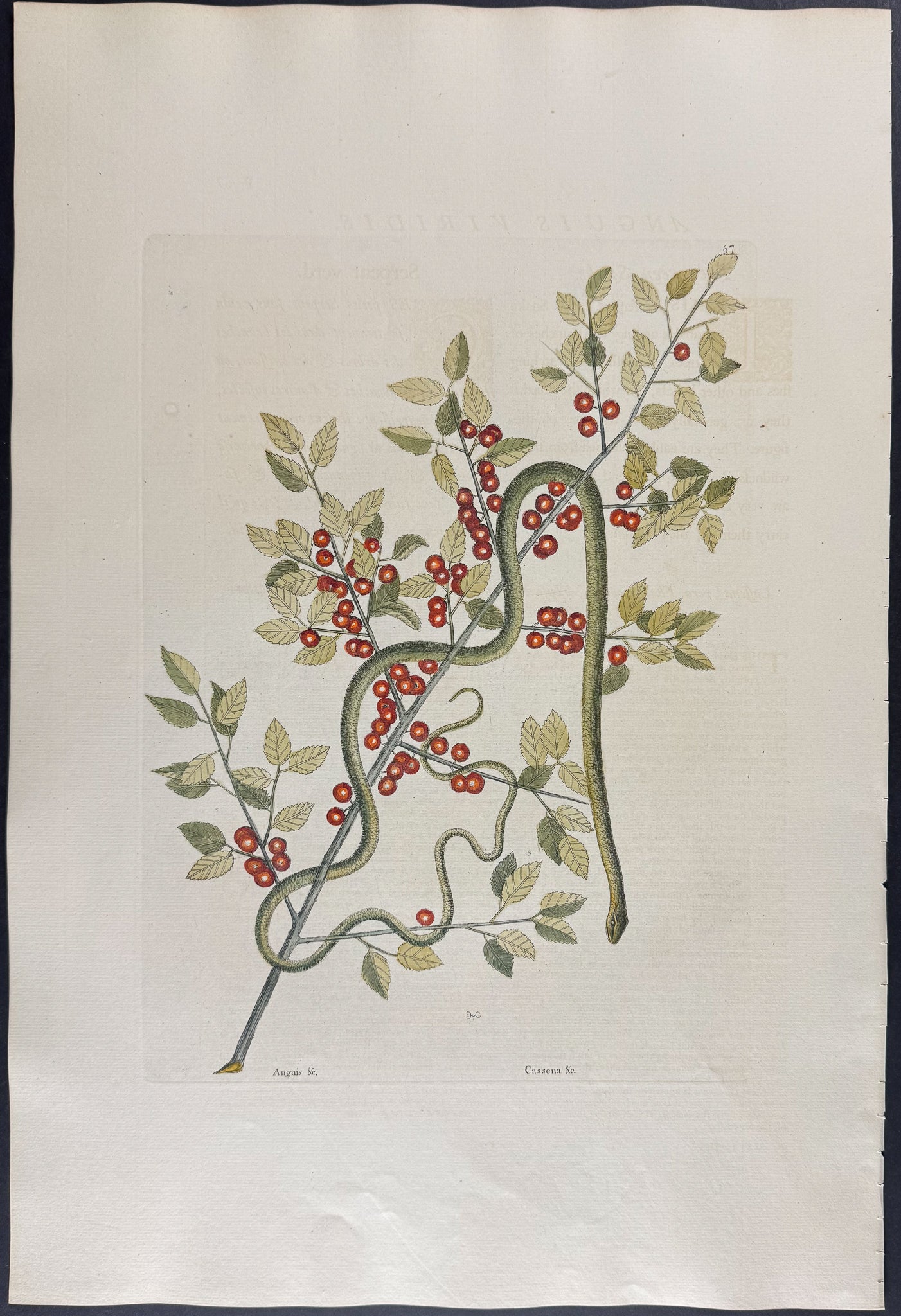 Green Snake with Yaupon