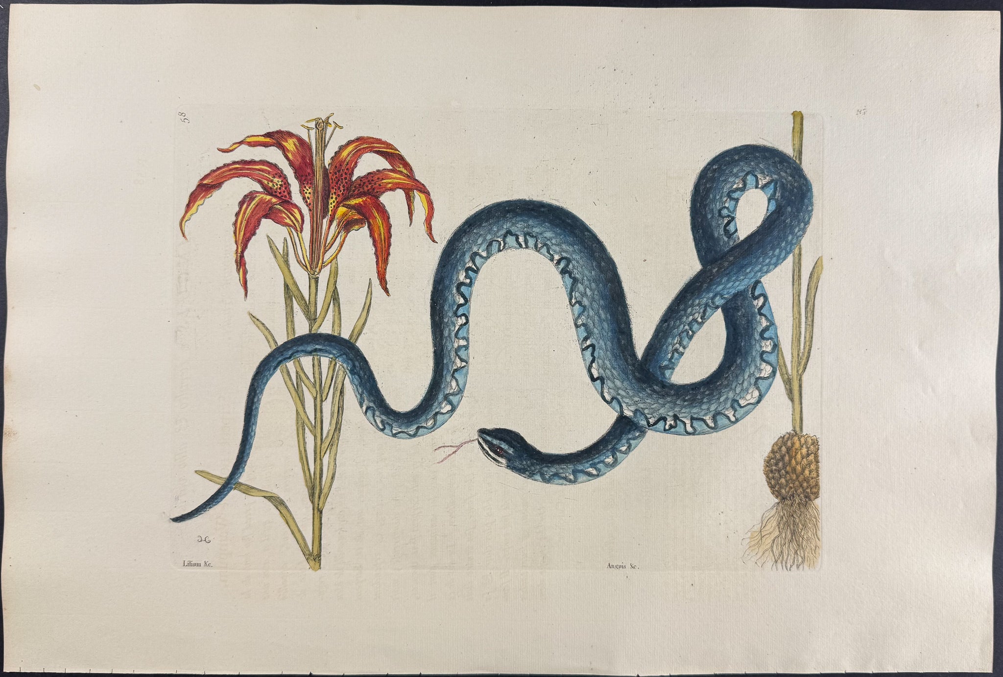 Wampum Snake with Red Lily (Catesby’s Lily)