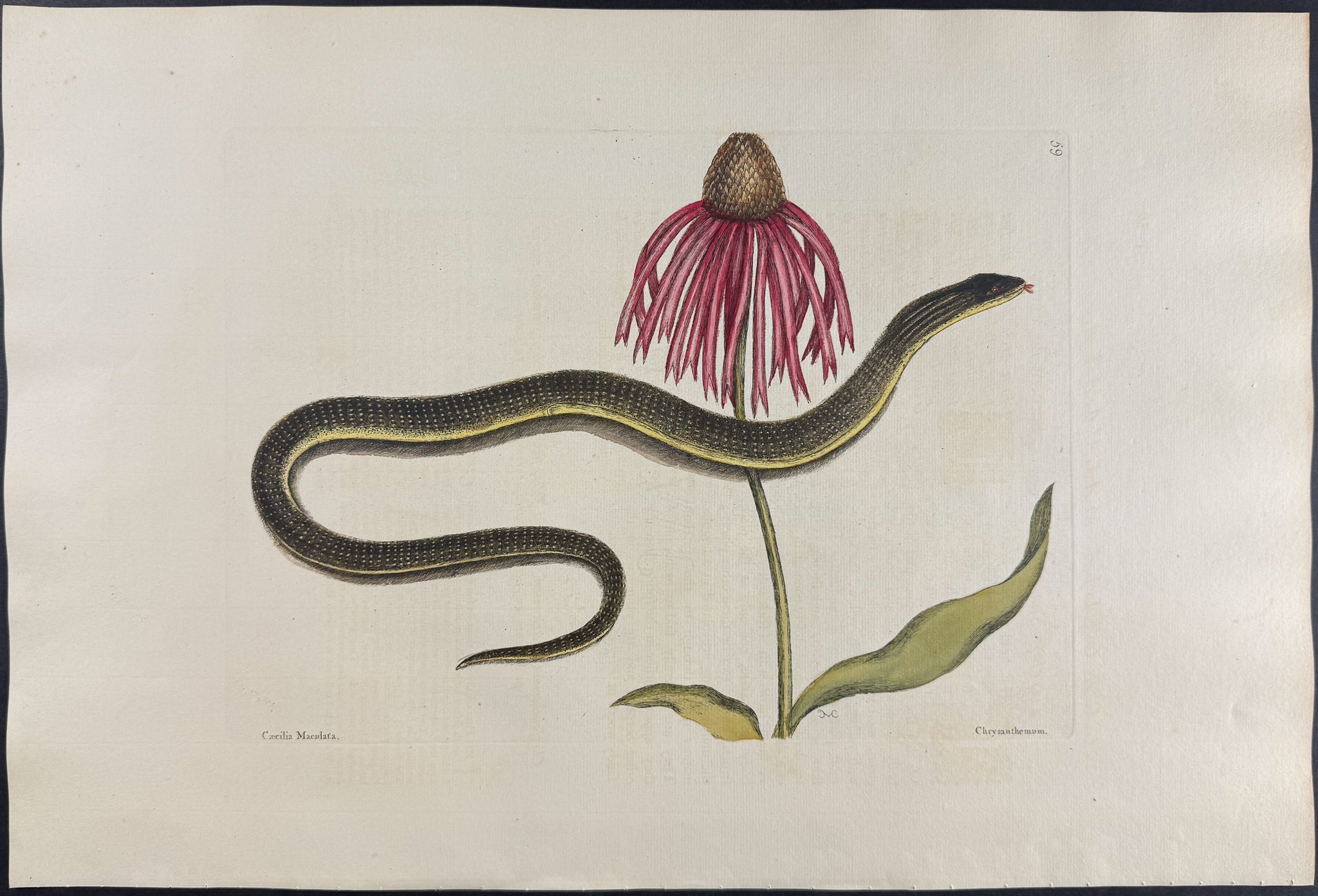 Glass Snake with Cone Flower