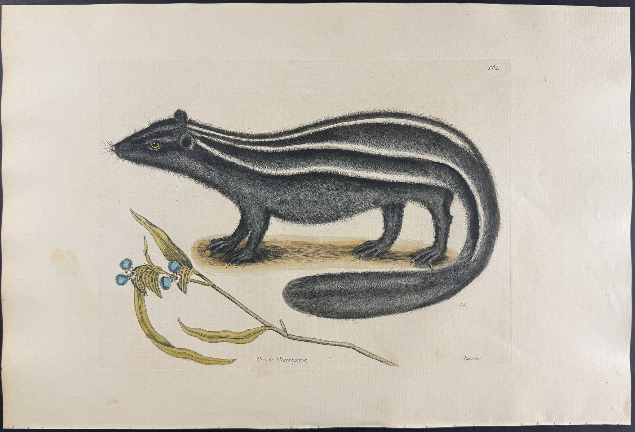 Pole Cat (Striped Skunk) with Day Flower