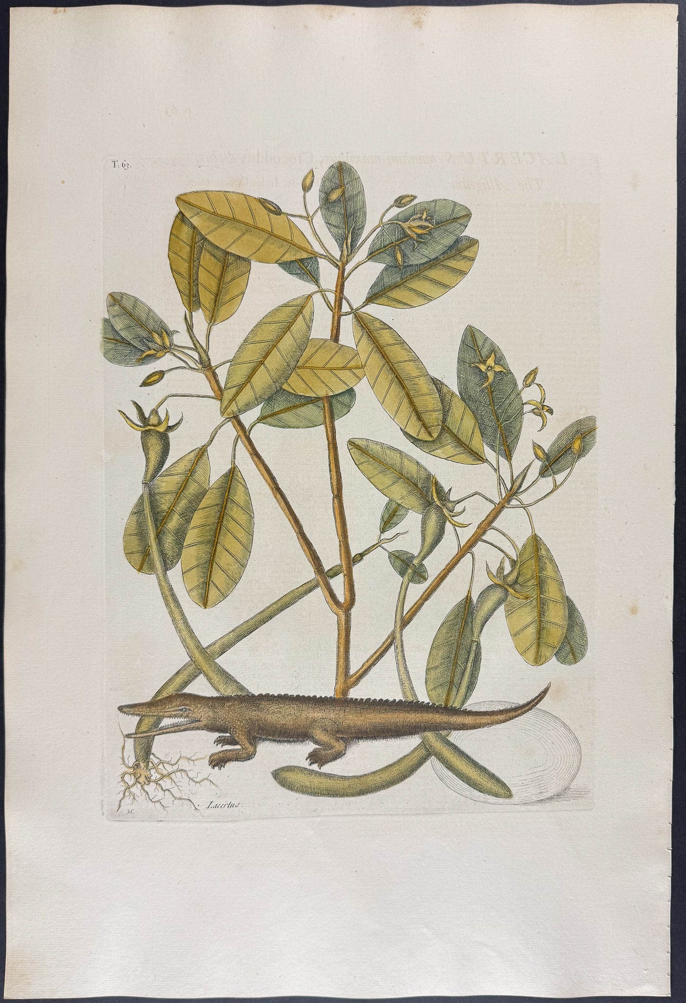 Alligator with Mangrove Tree