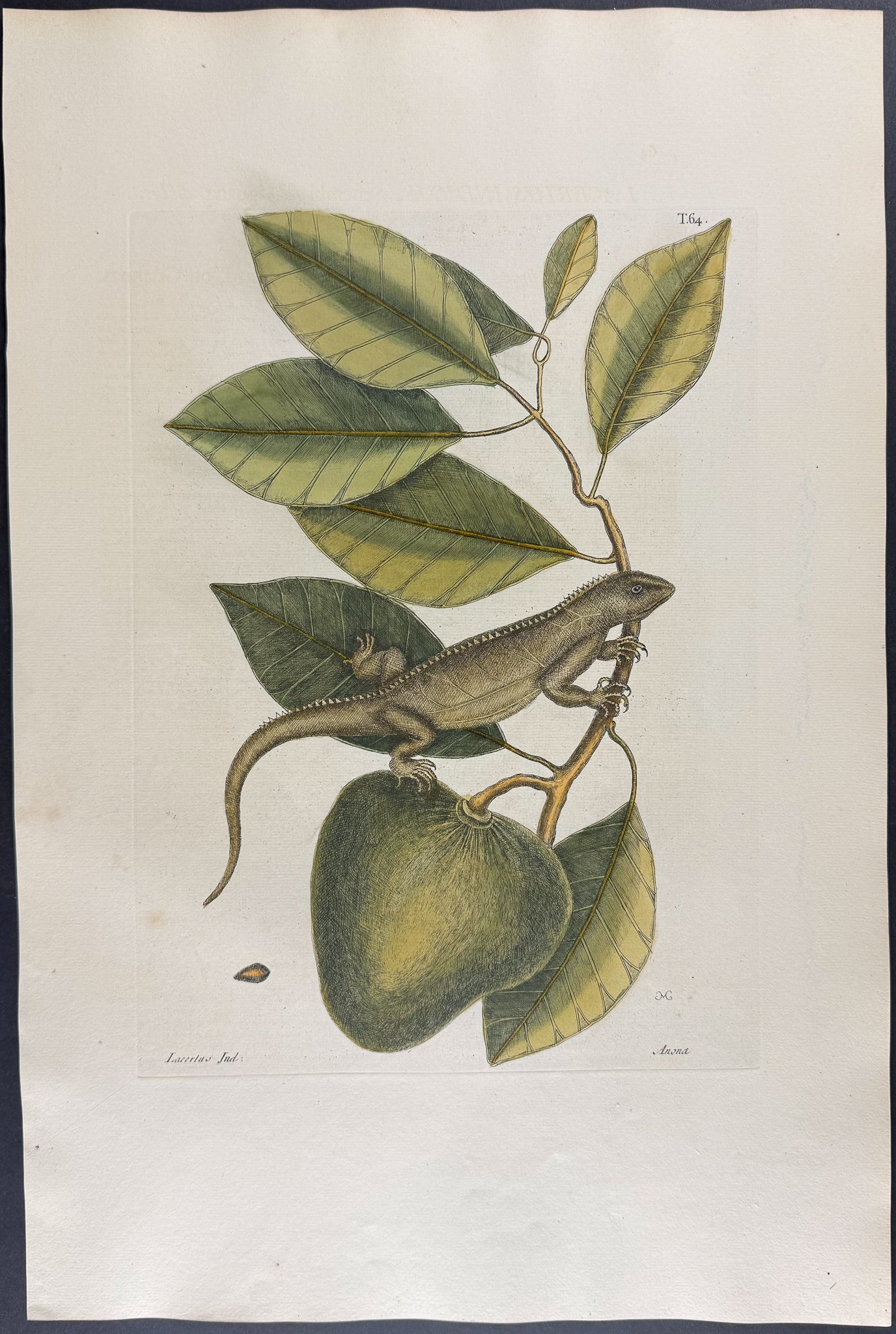 Guana (Iguana) with Pond Apple