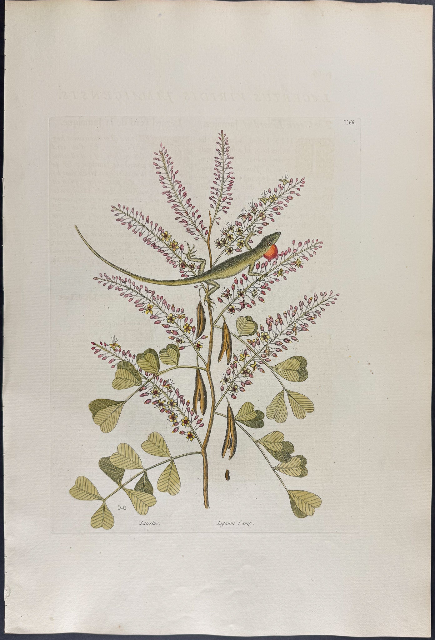 Green Lizard of Jamaica with Logwood