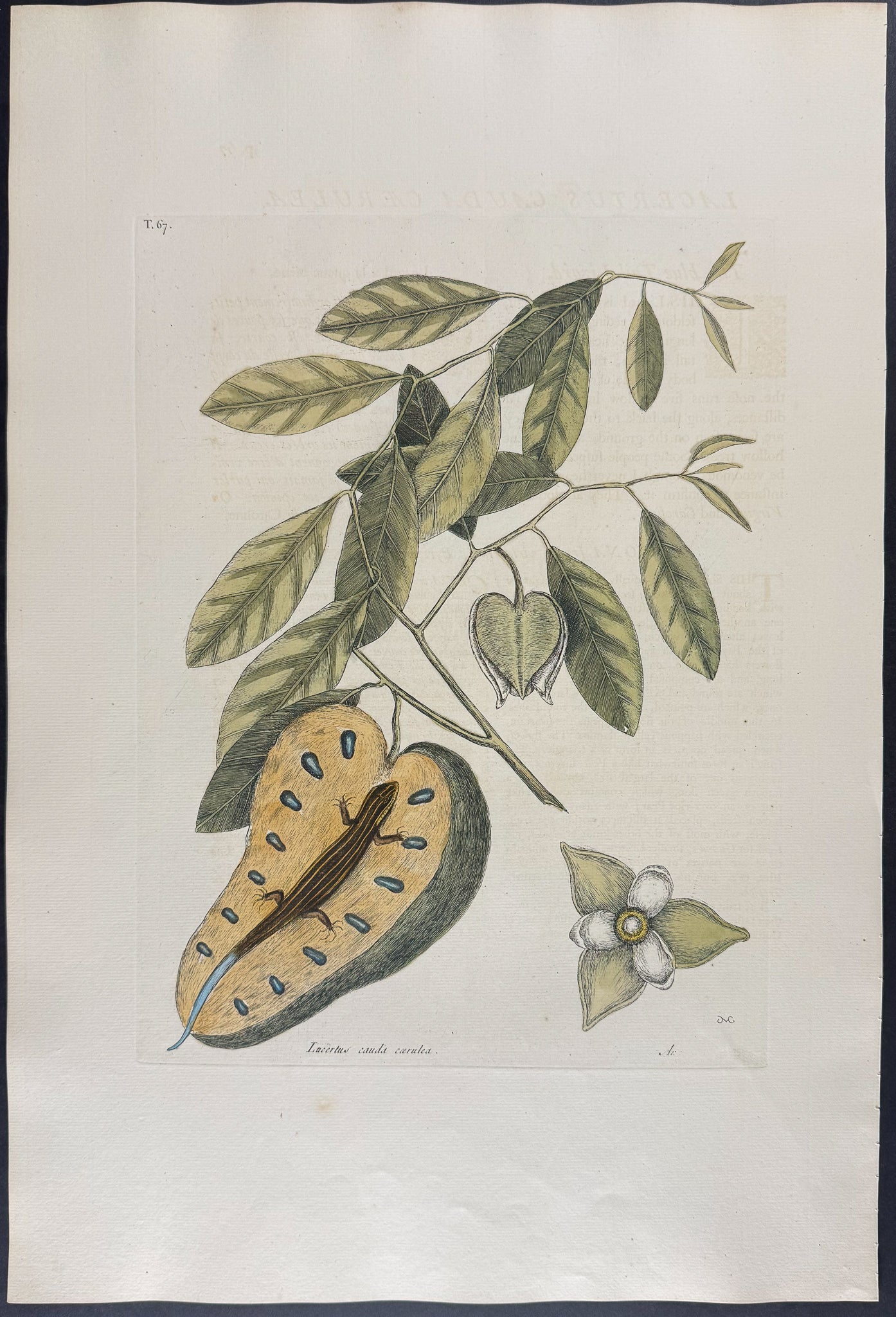 Blue-Tailed Lizard with Cherimoya
