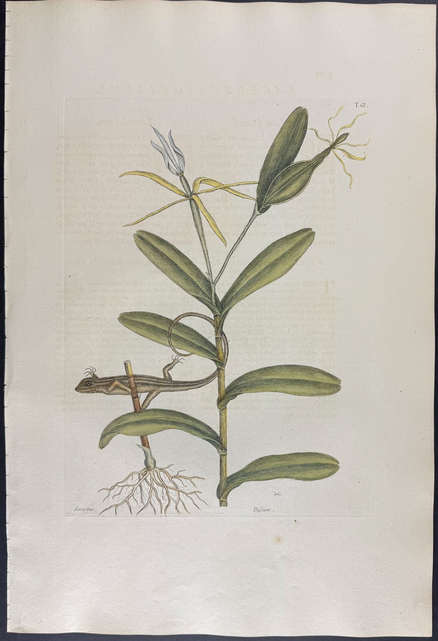 Lion Lizard with Bahaman Orchid