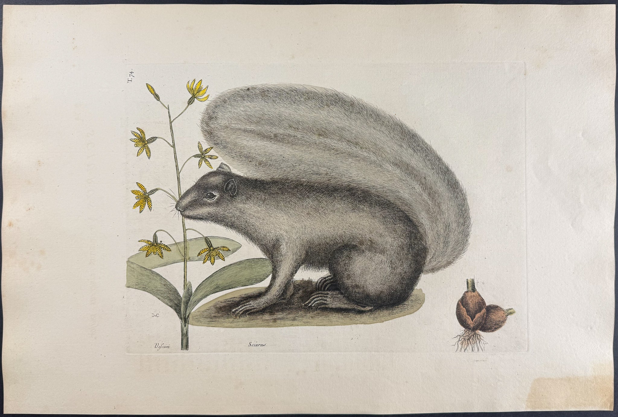 Grey Fox Squirrel (Eastern Gray Squirrel) with Bahaman Orchid