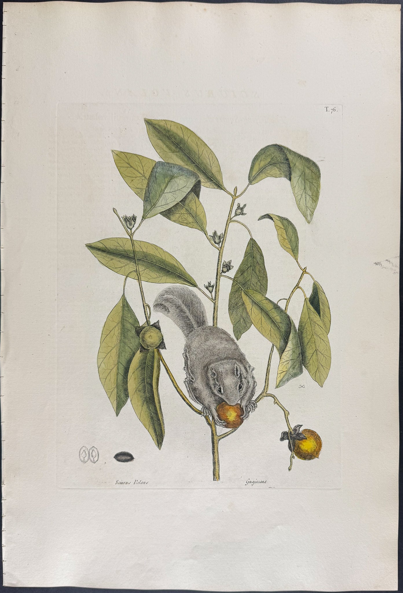 Flying Squirrel with Persimmon