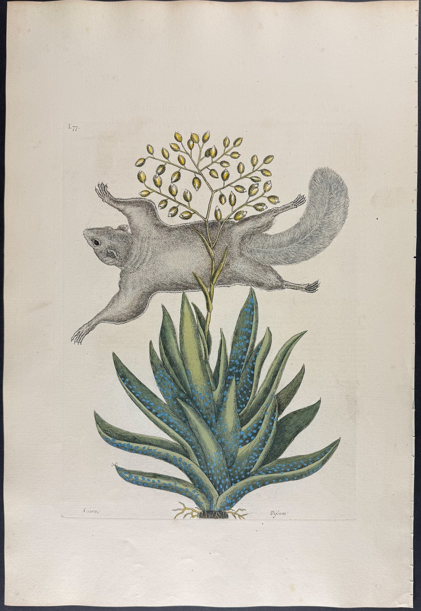 Flying Squirrel with Viscum 