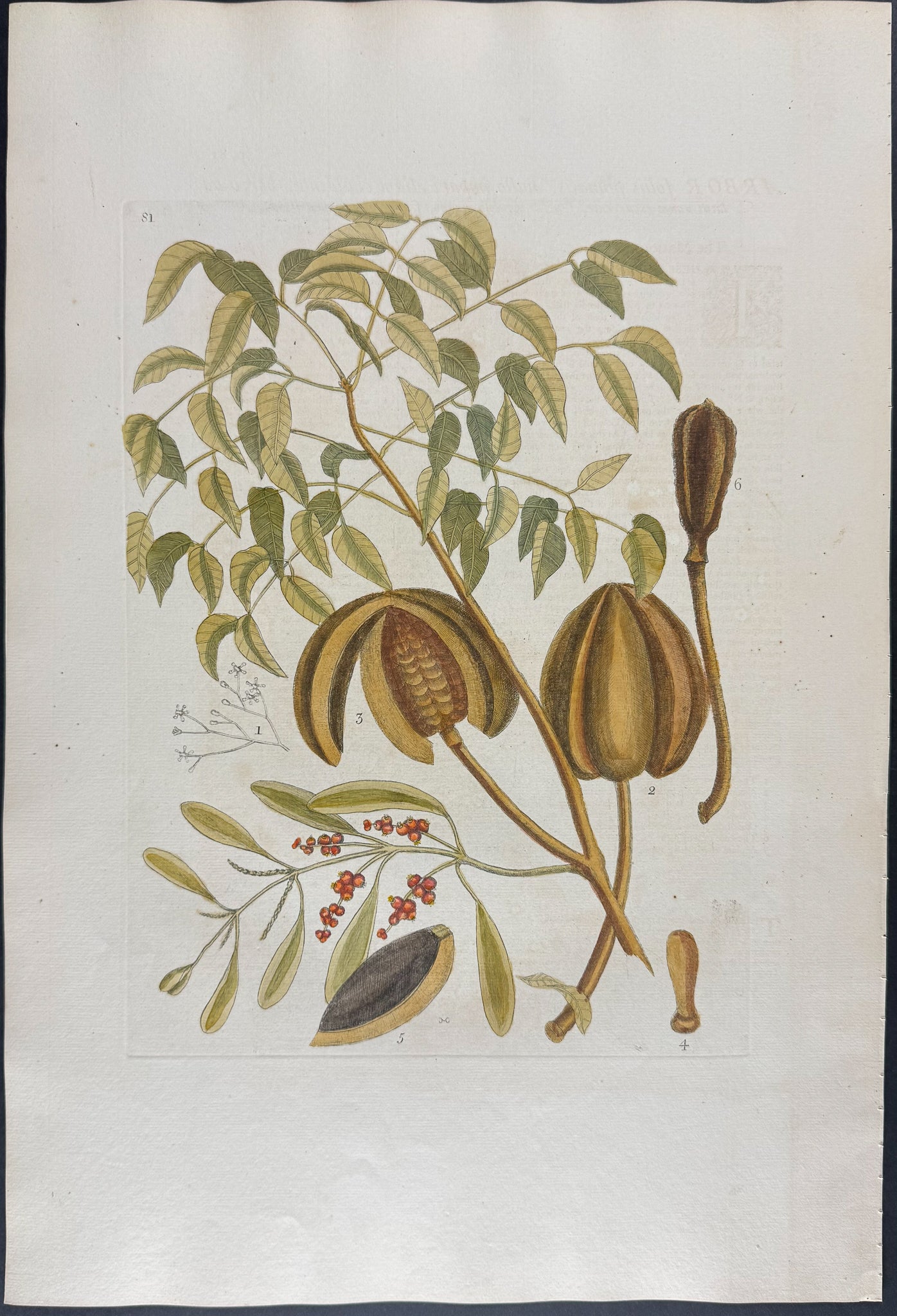 Mahogany Tree with Narrow Leaf Misletoe
