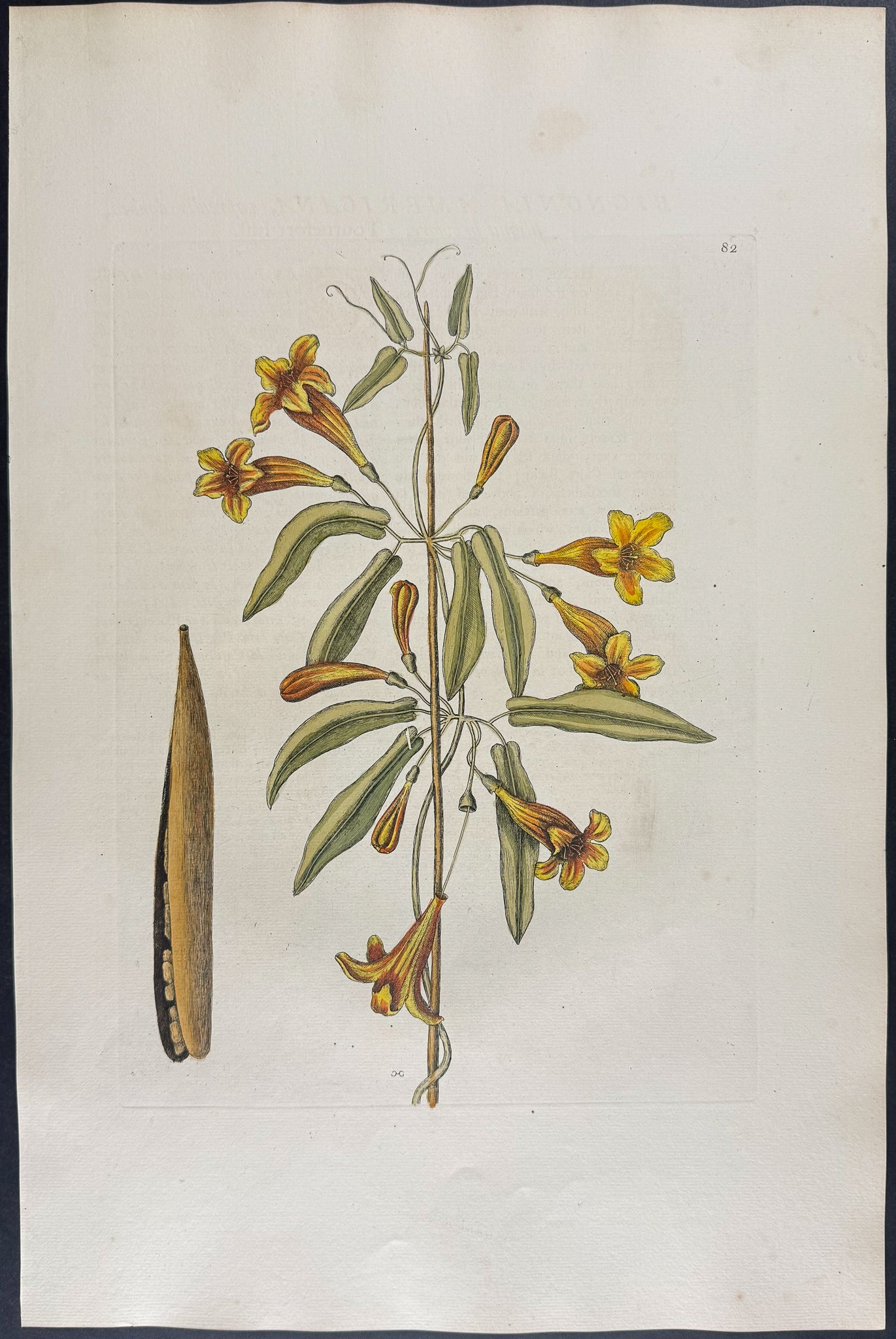 Bigonia Americana (Cross Vine)
