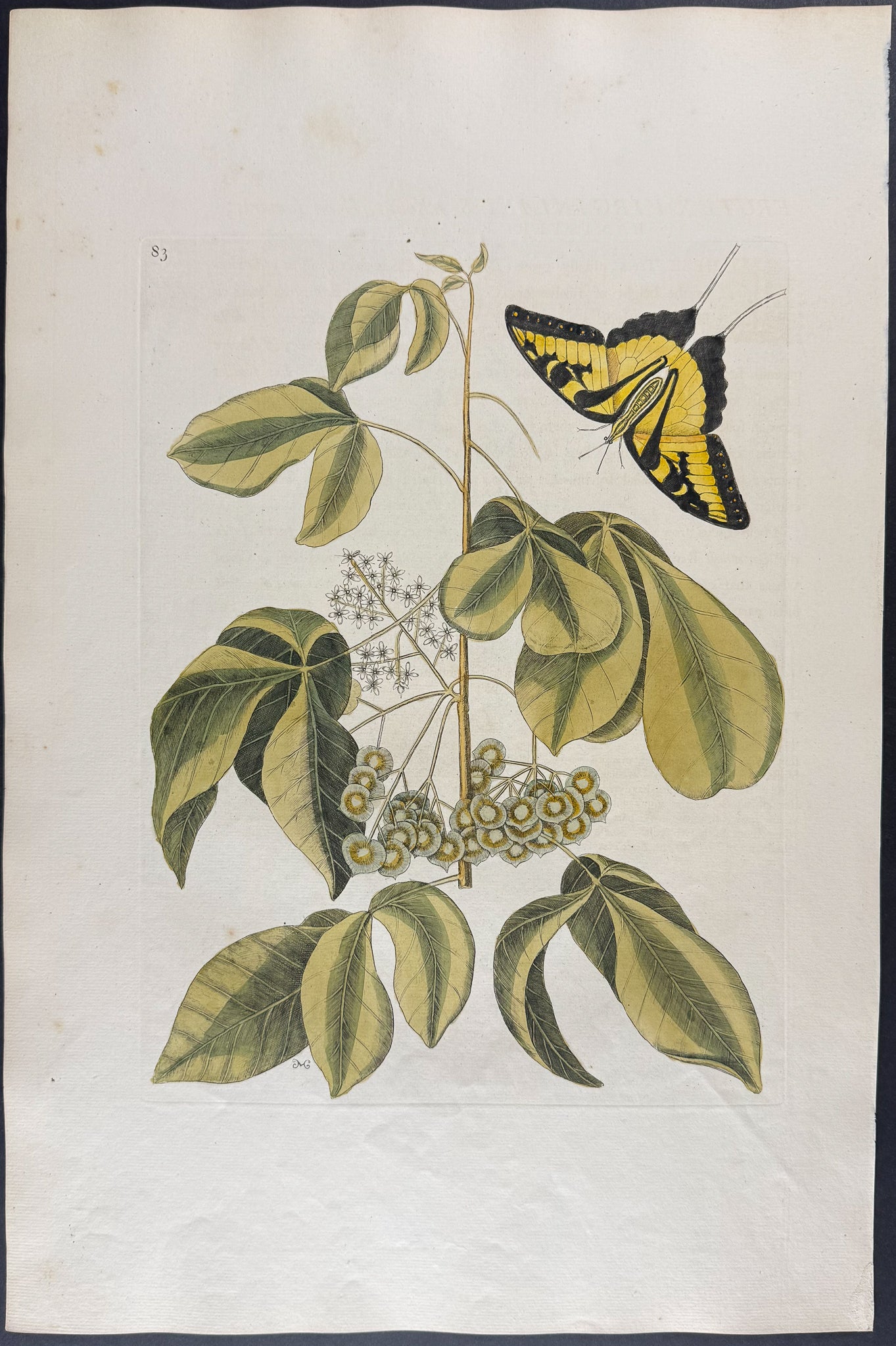 Tiger Swallow-Tail with Wafer Ash