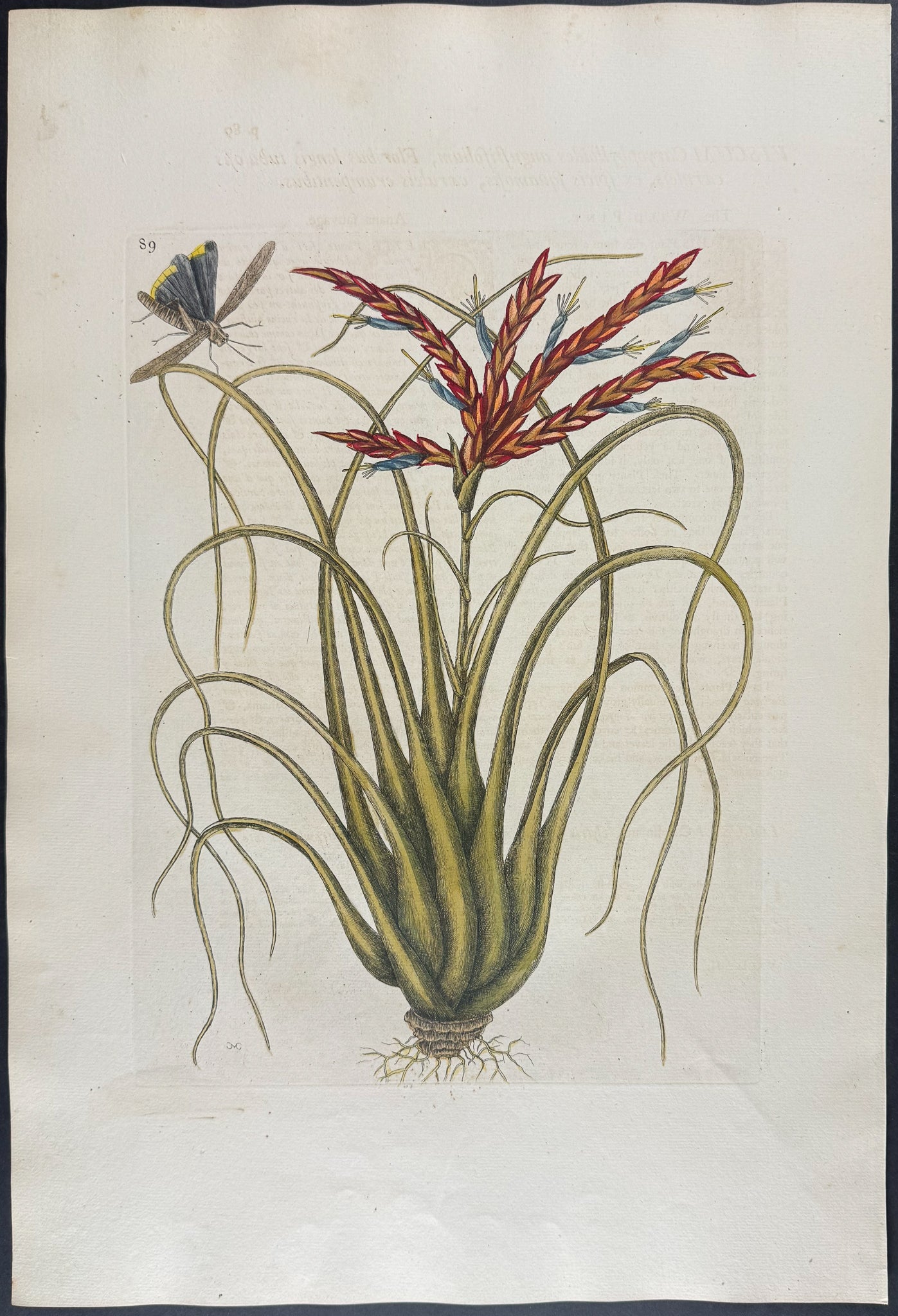 Wild Pine with Locusta (Cricket)