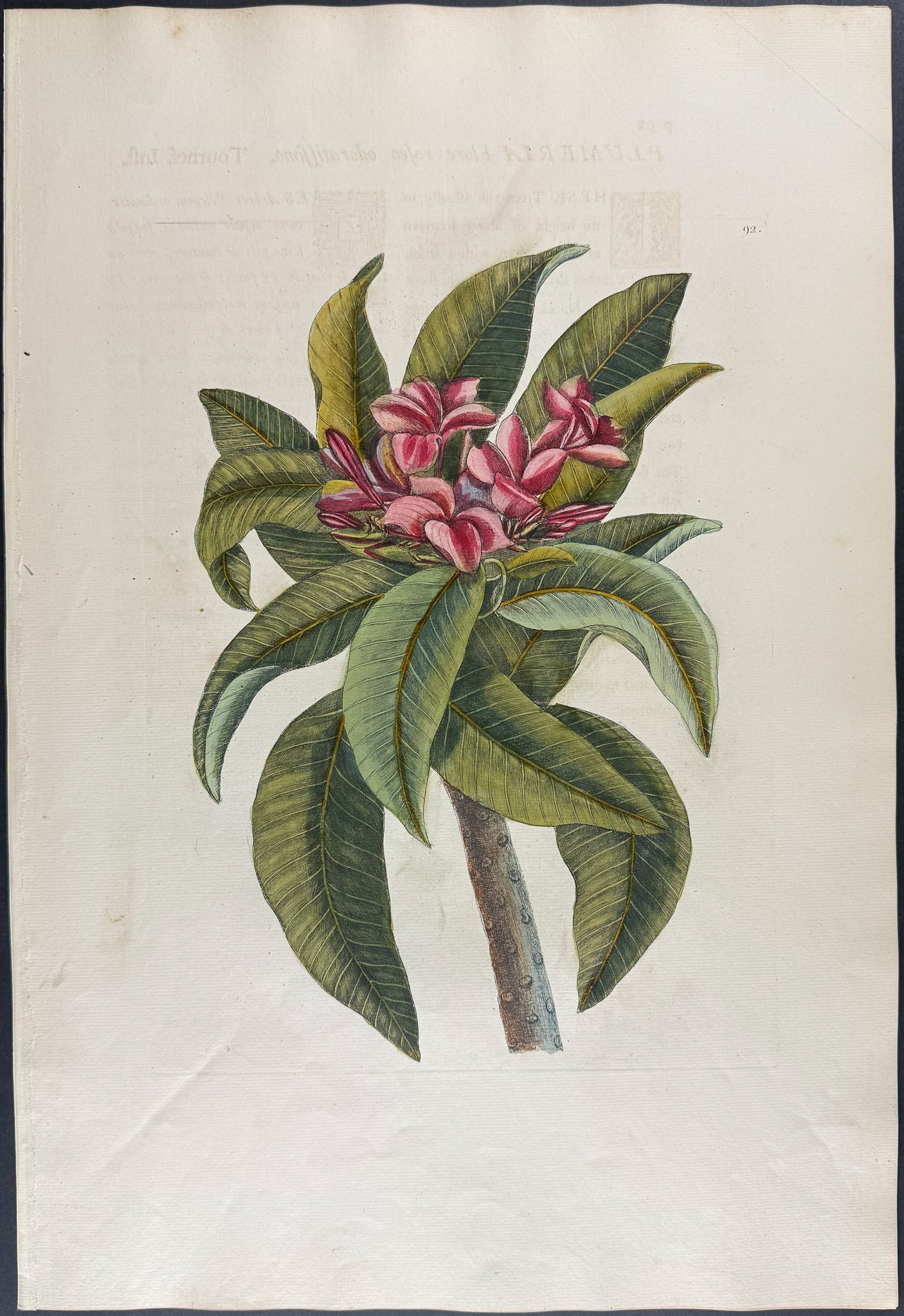 Plumeria Flore Roseo (Red Frangipanni)