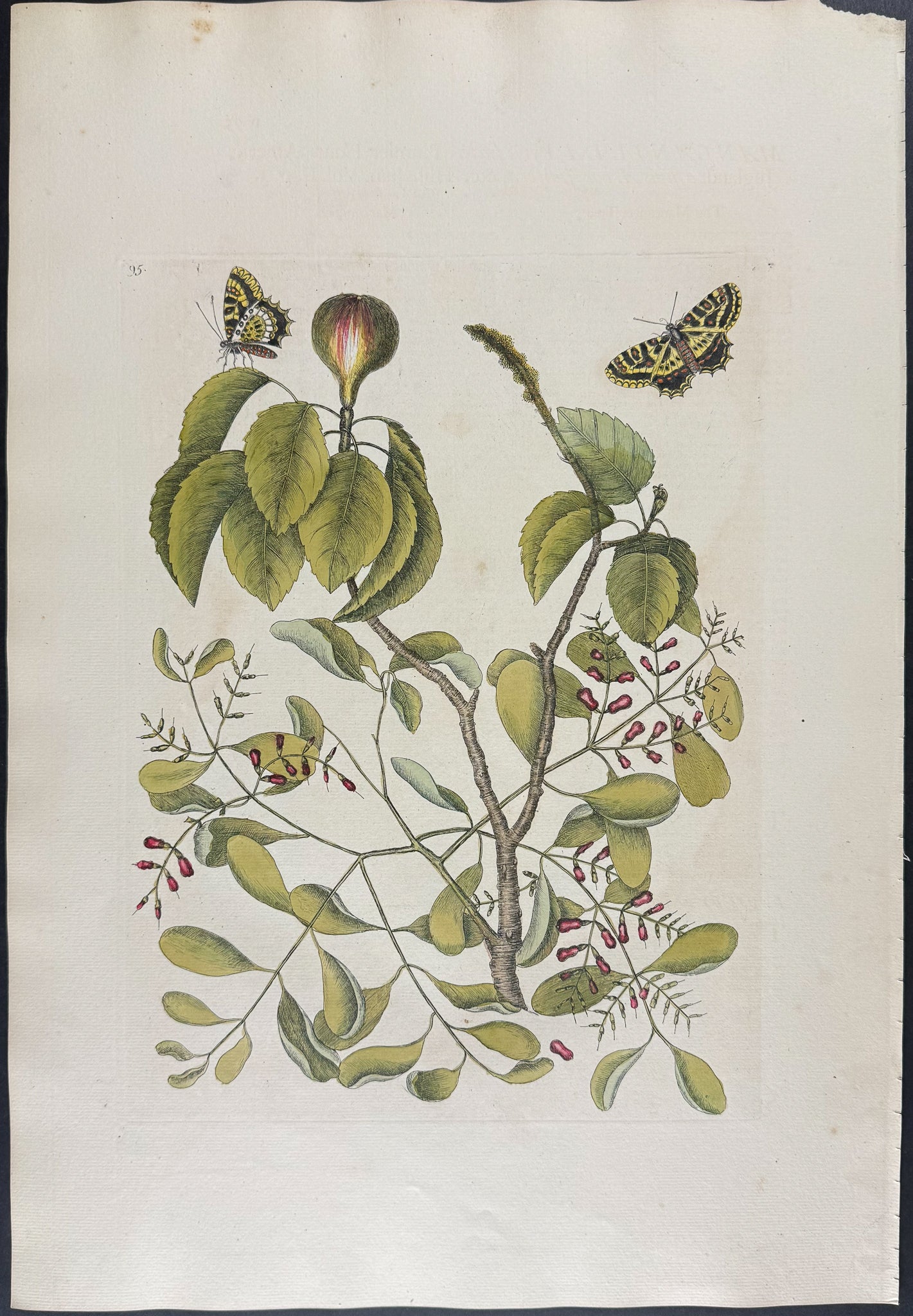 Mancaneel Tree with two Butterflies