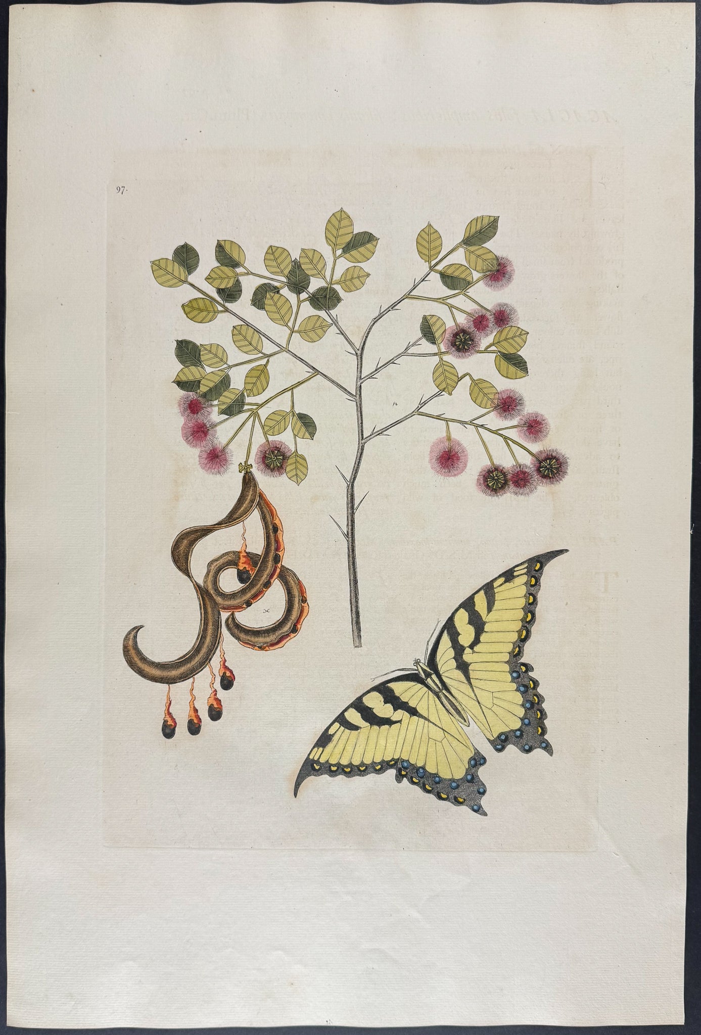 Swallow-Tail with Acacia (Cat’s Claw)