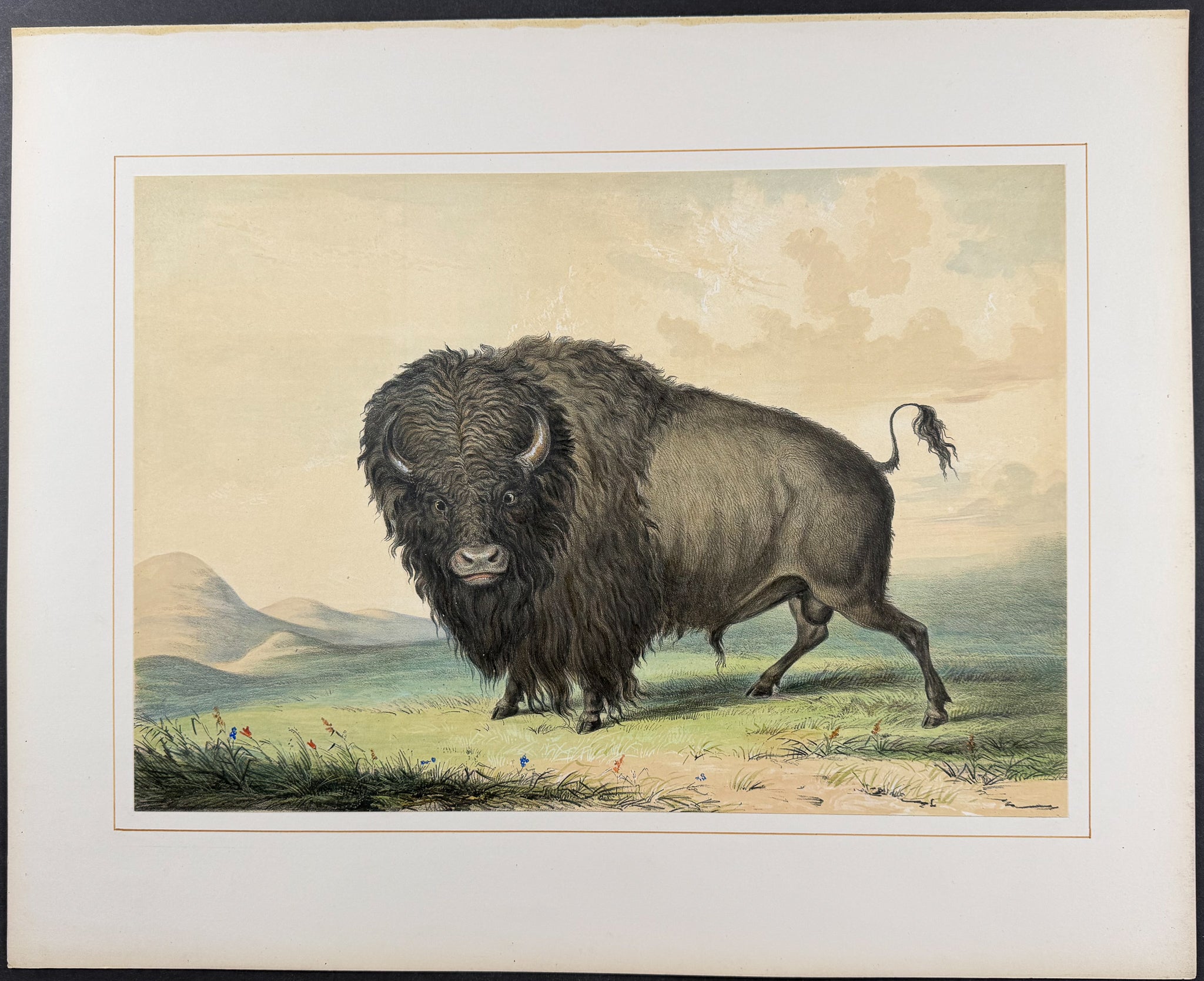 Buffalo Bull, Grazing