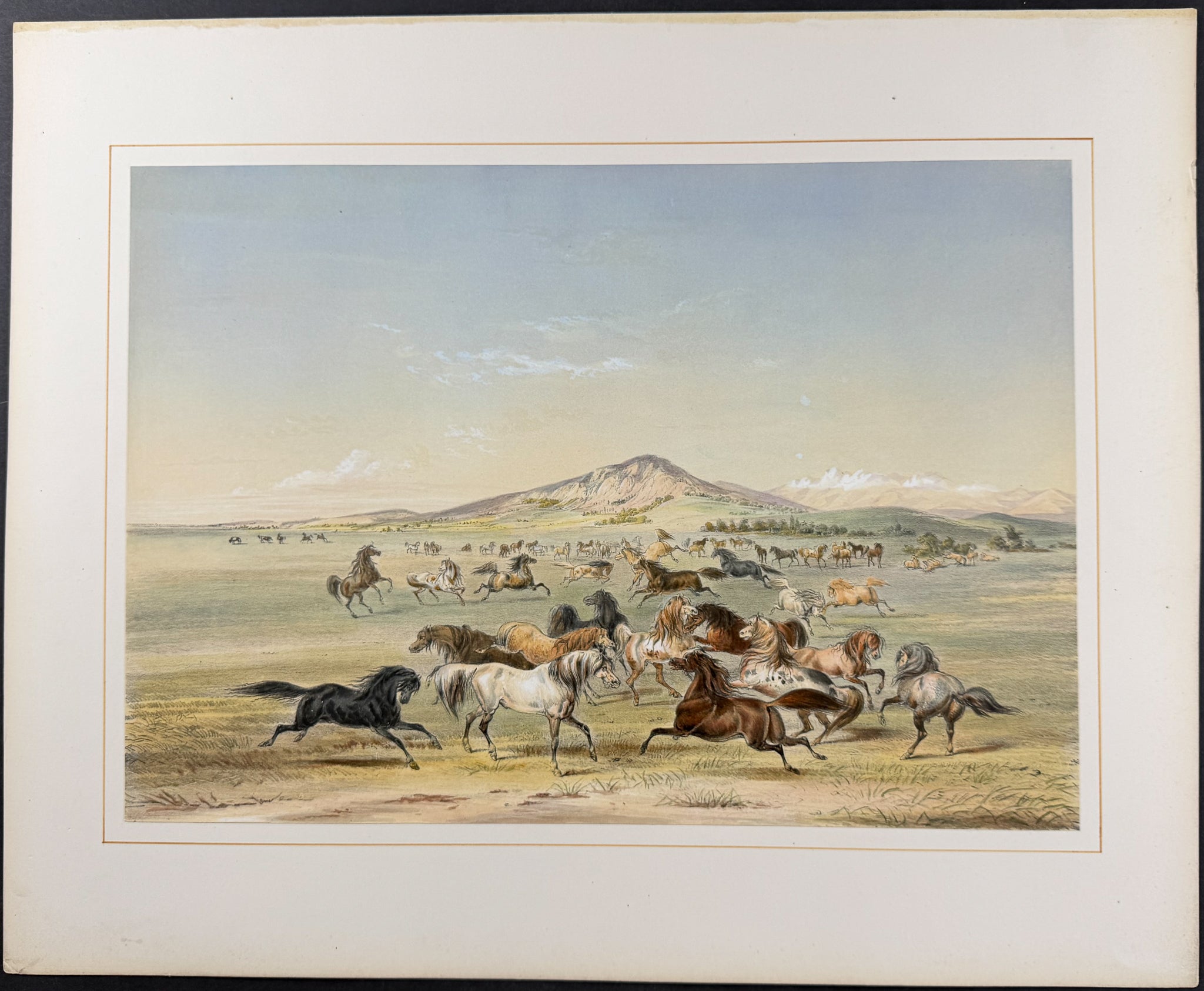 Wild Horses, At Play