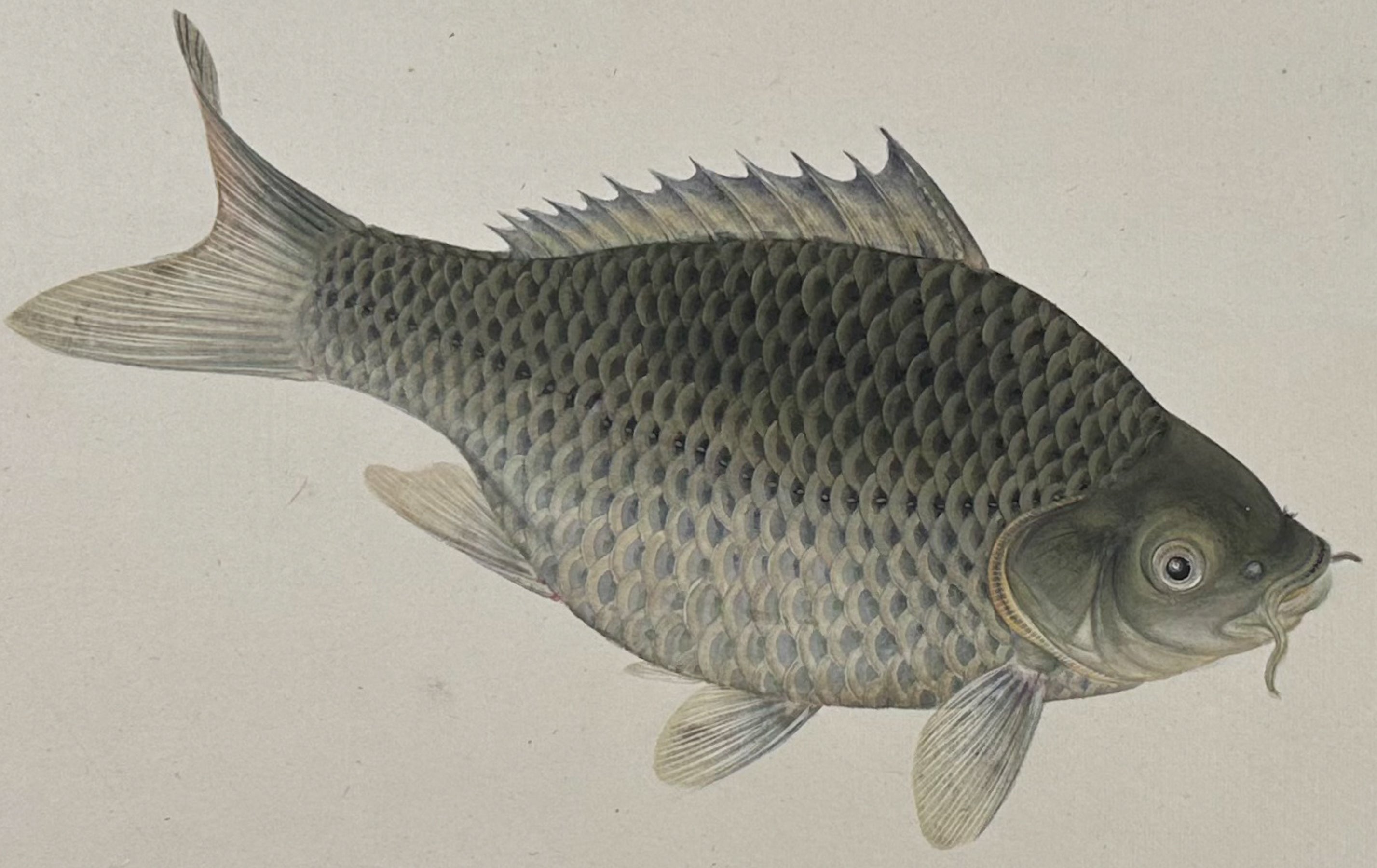 Fish