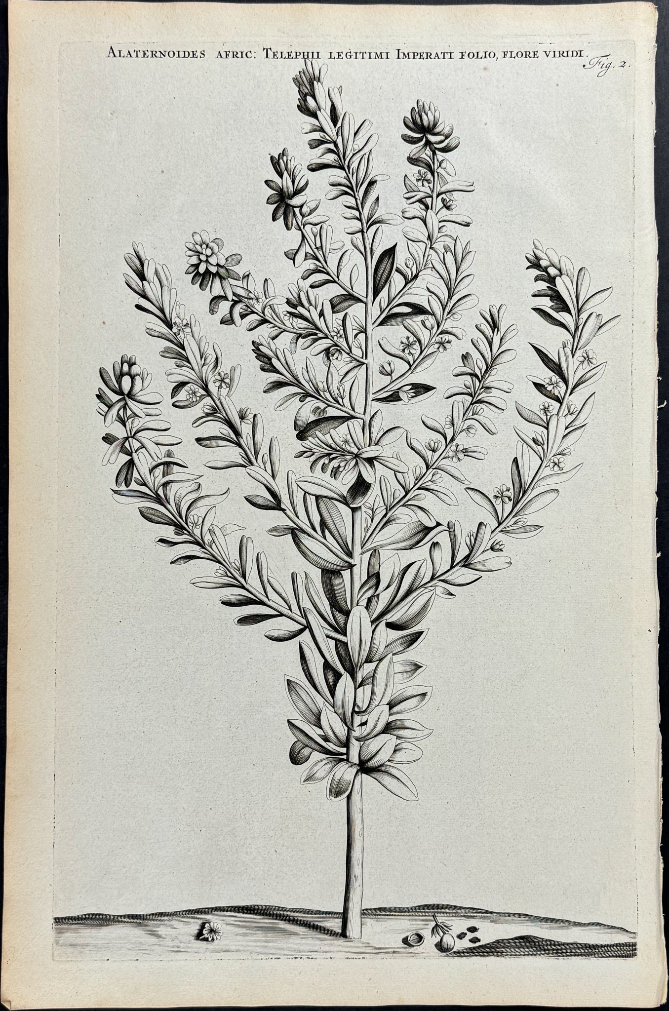 Plant - Alaternoides Africana