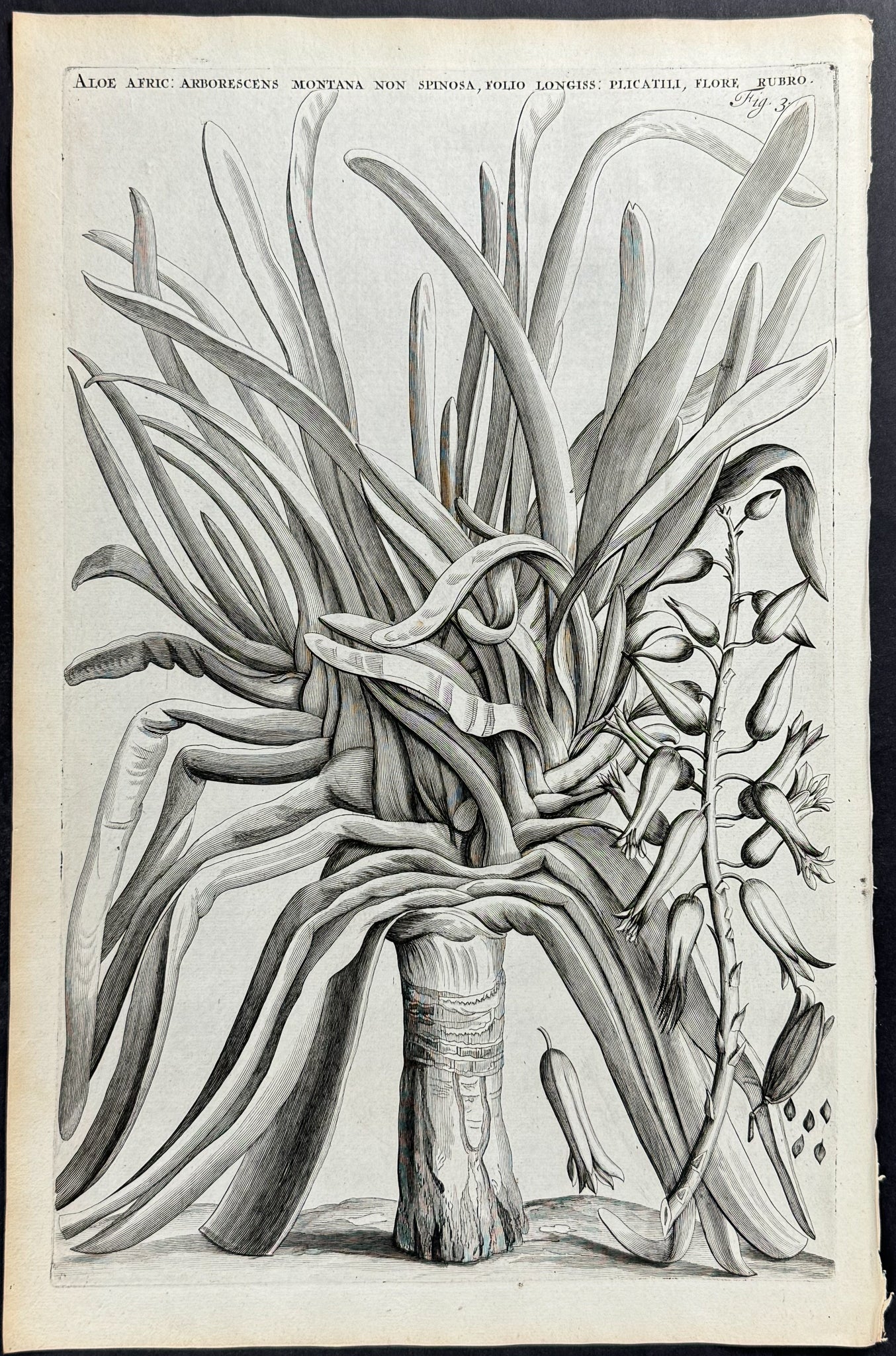 Aloe - Aloe Africana