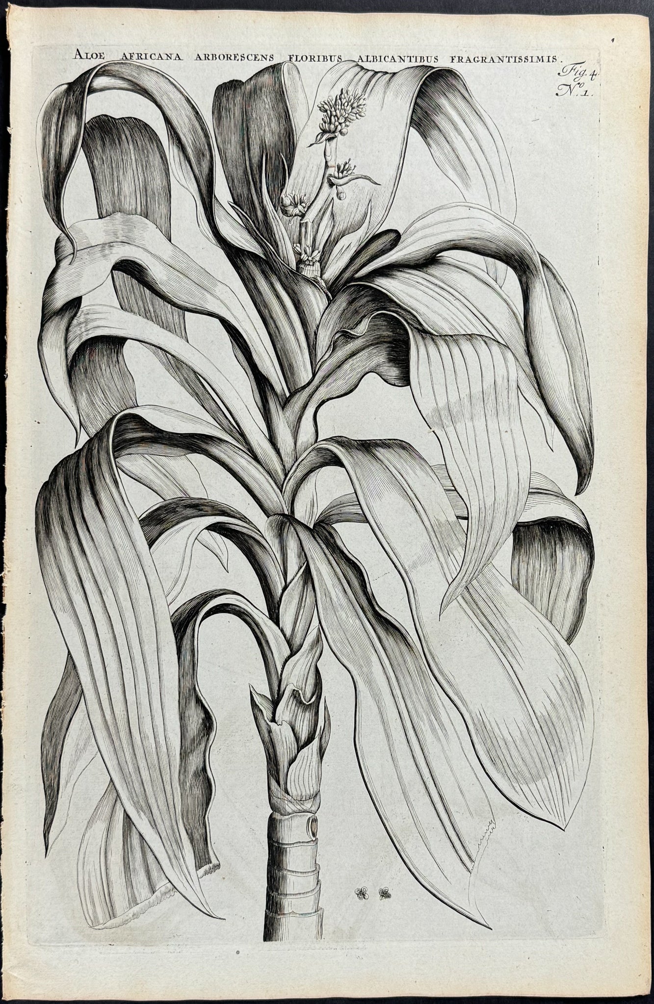 Aloe - Aloe Africana (Image to Verso of Aloe Africana)