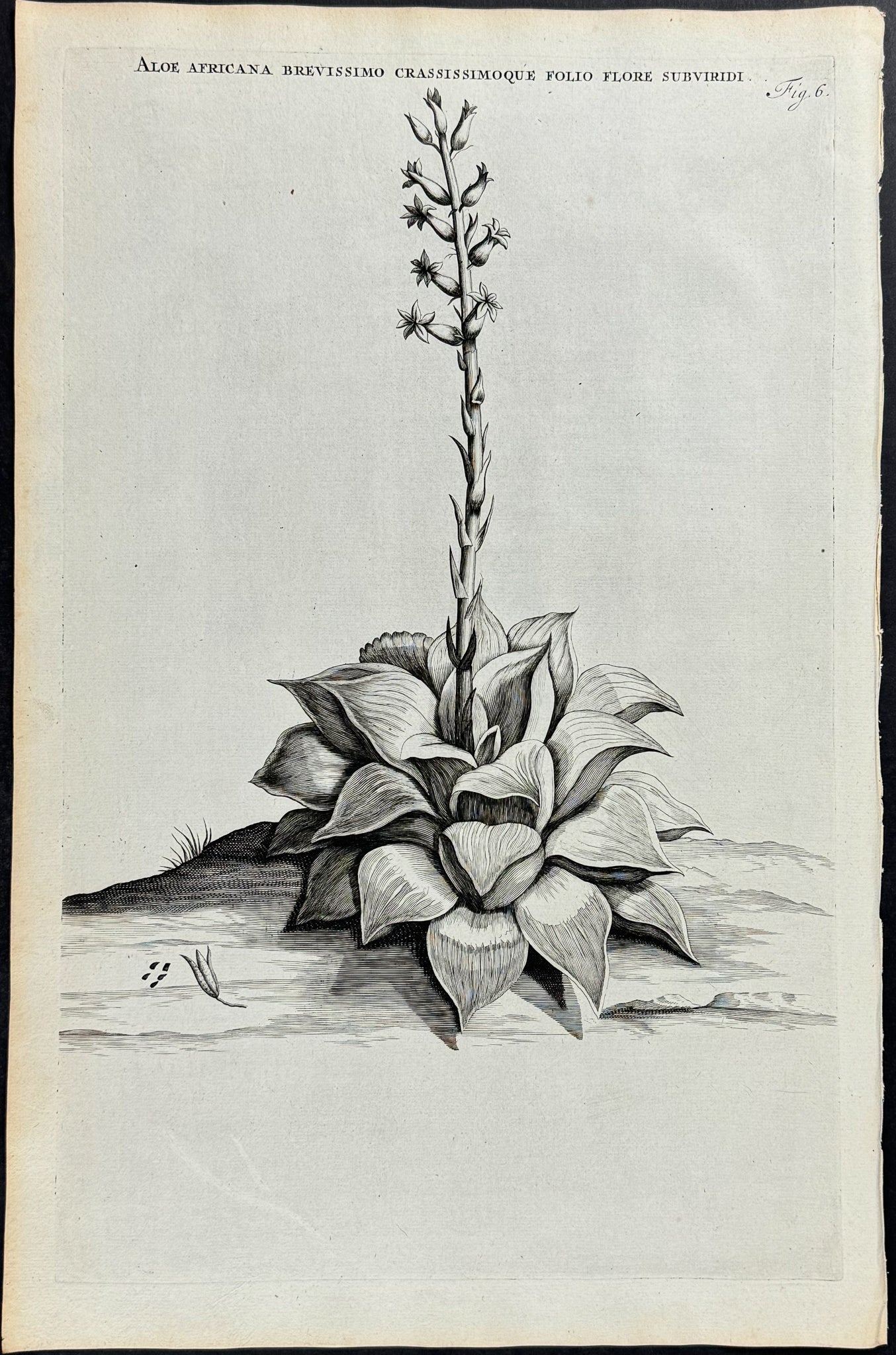 Aloe - Aloe Africana