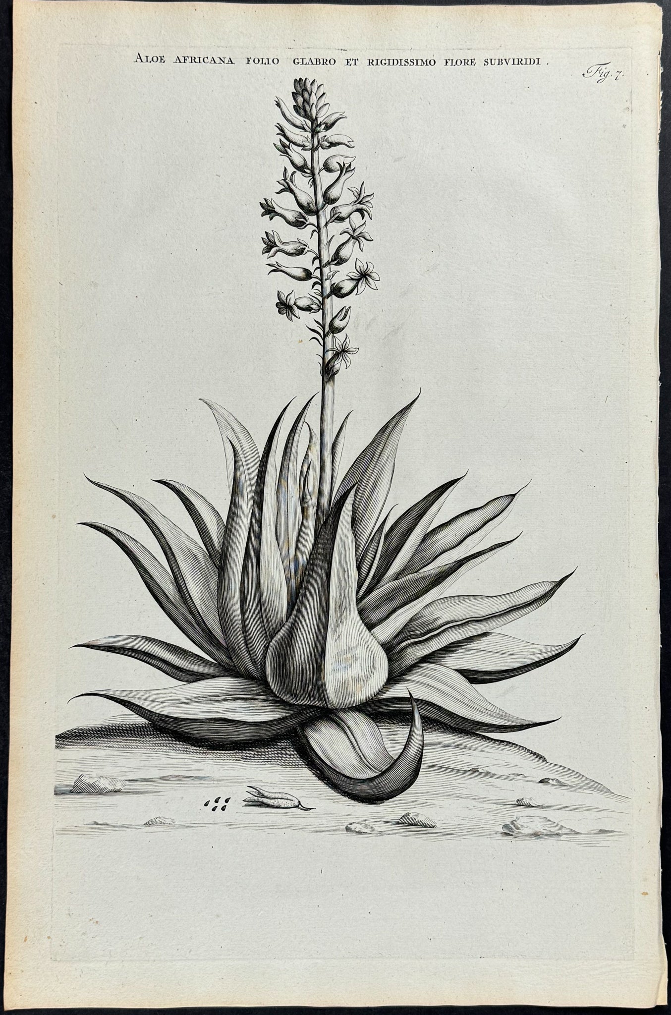 Aloe - Aloe Africana