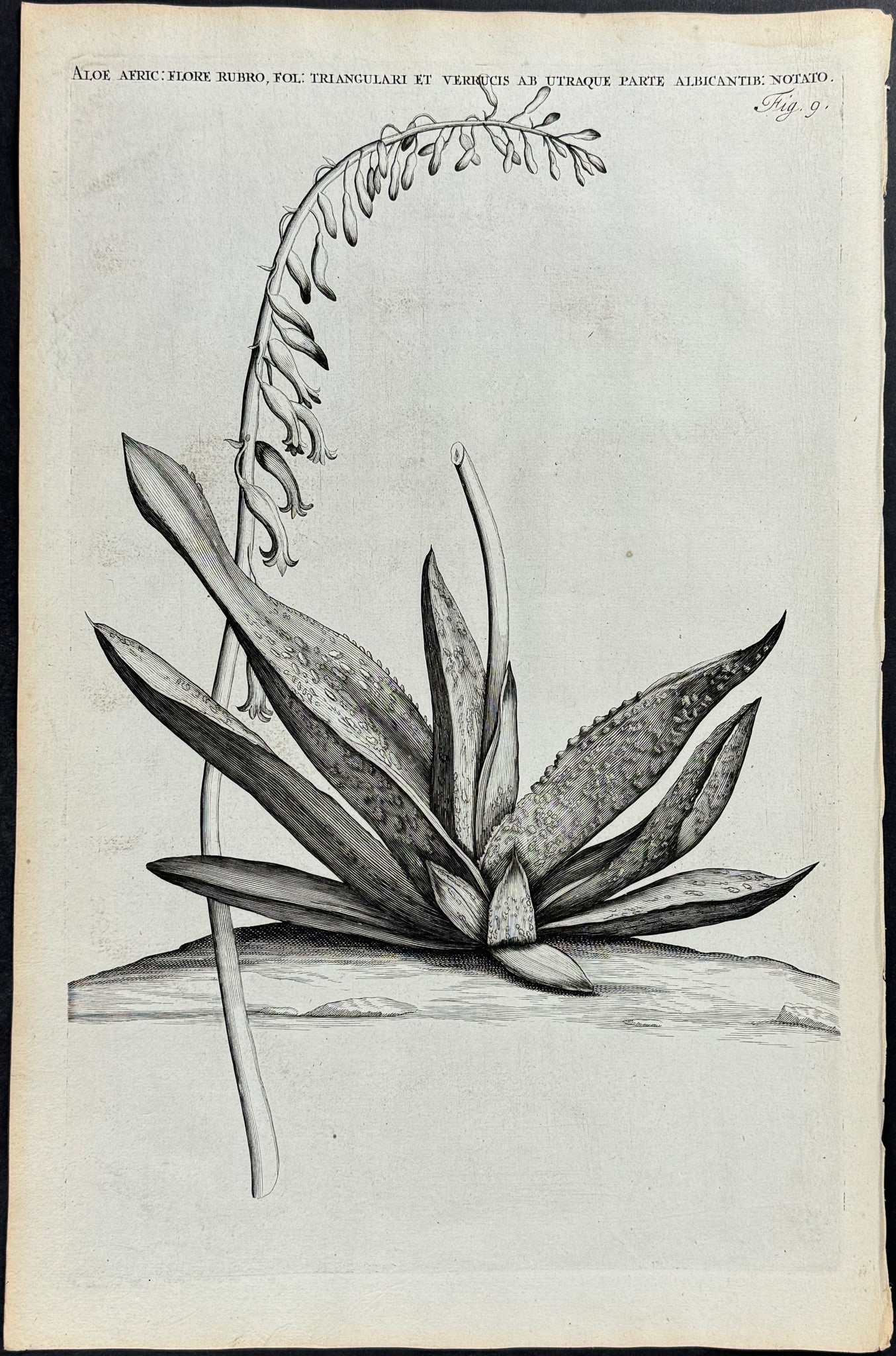 Aloe - Aloe Africana