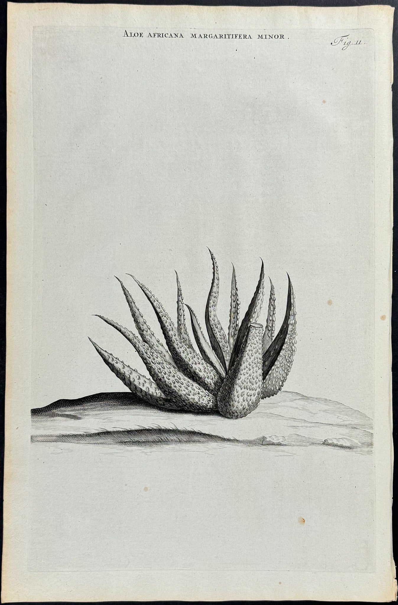 Aloe - Aloe Africana