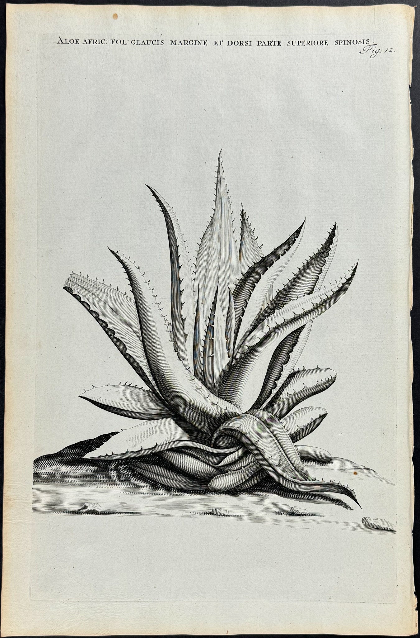 Aloe - Aloe Africana