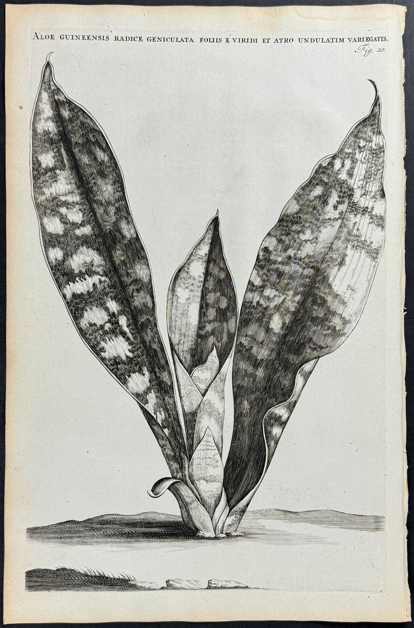 Aloe - Aloe Guineensis