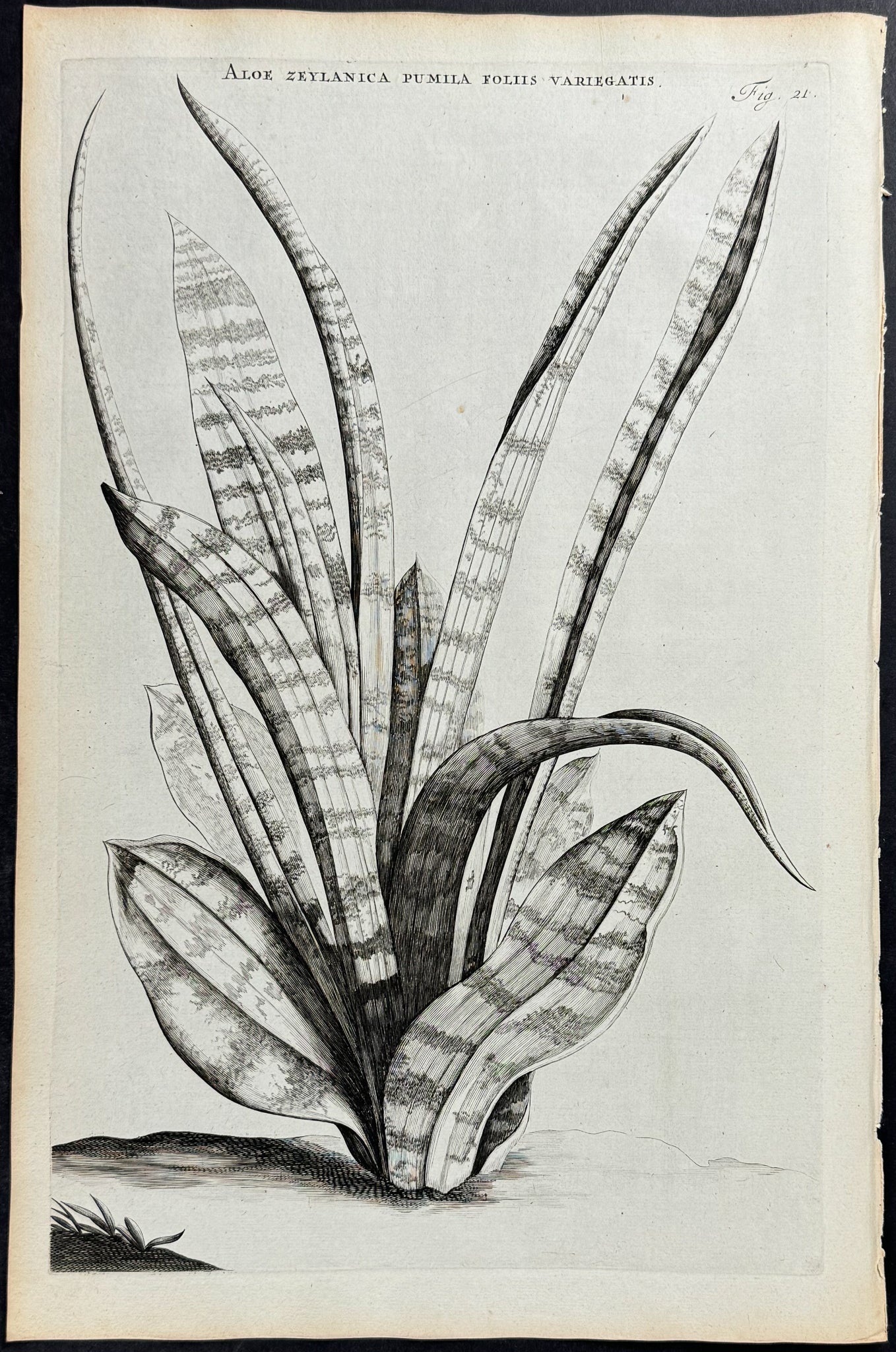 Aloe - Aloe Zeylanica