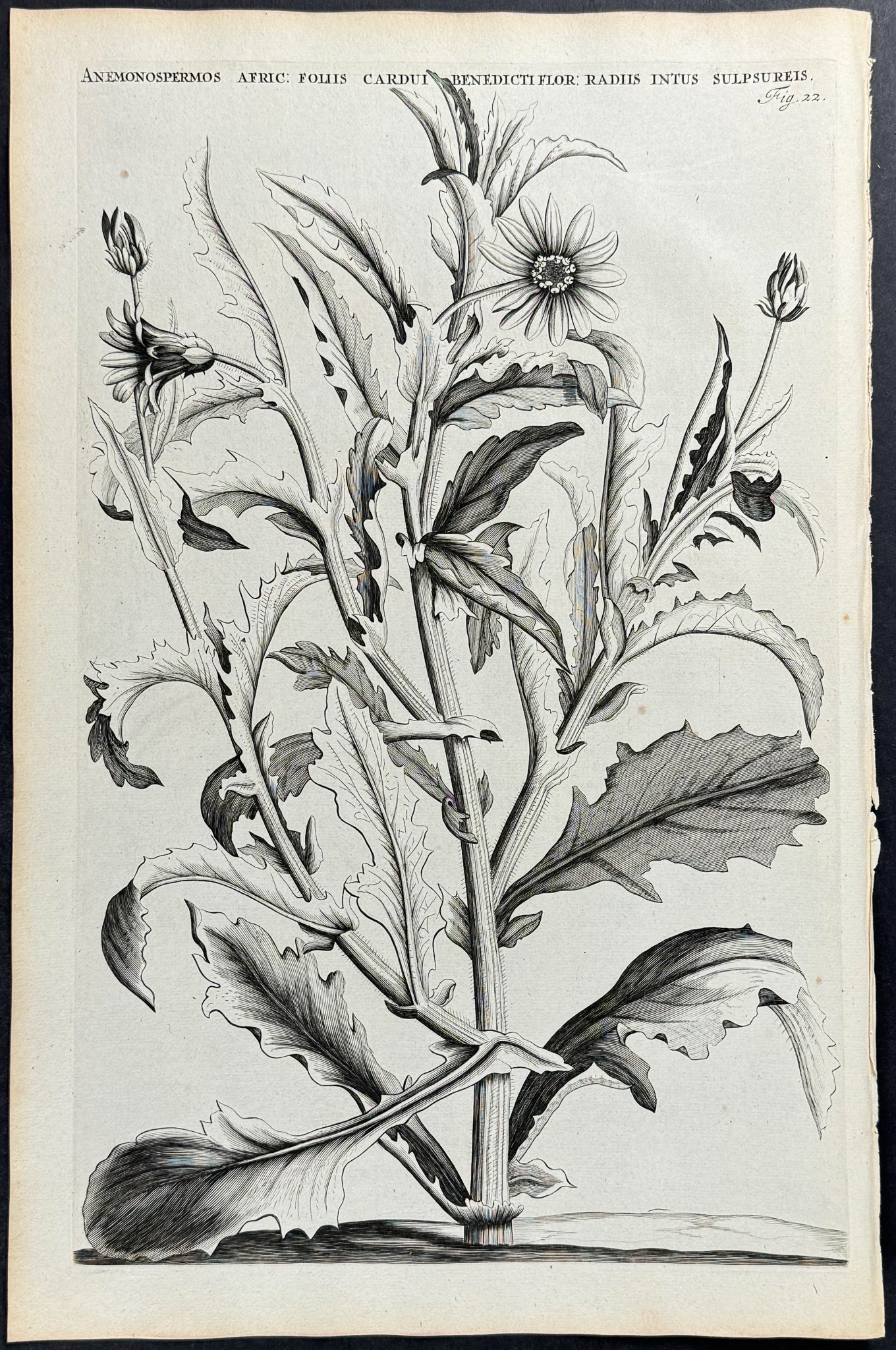 African Daisy - Anemonospermos Africana