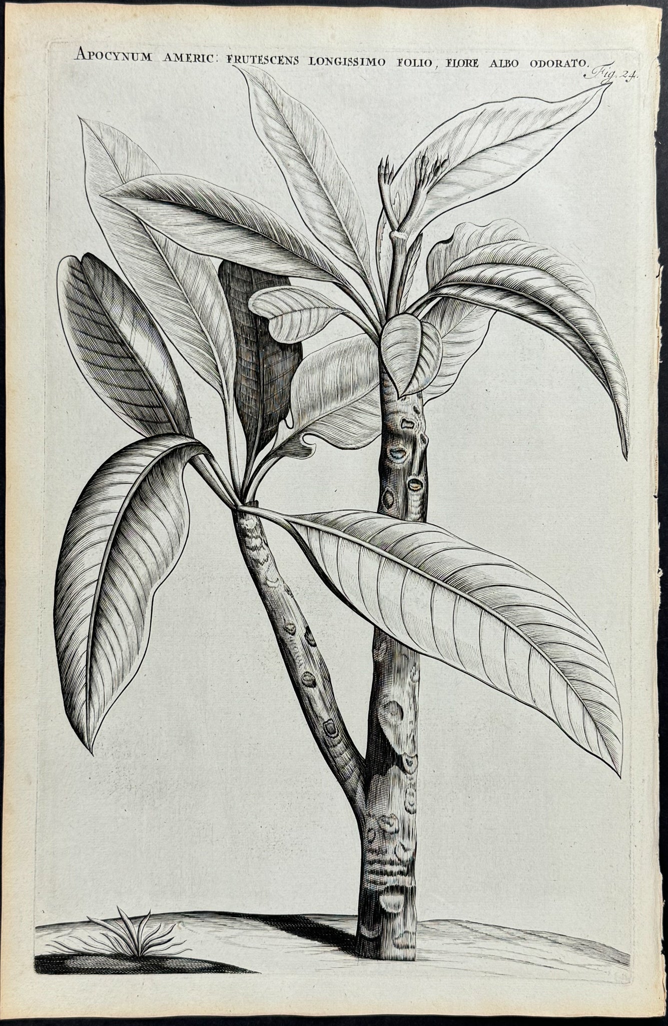 Plant - Apocynum Americanum